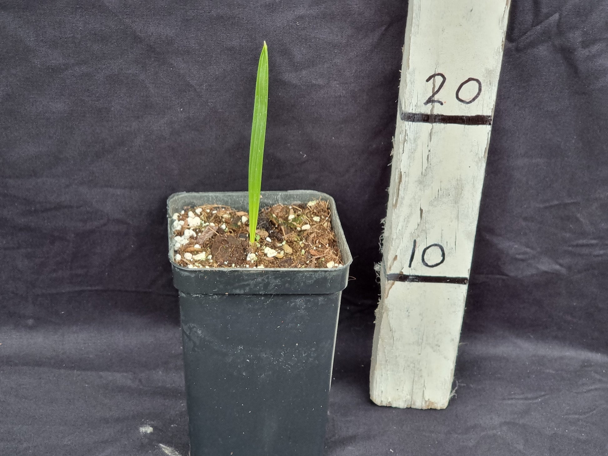 Phoenix dactylifera cv. Safawi