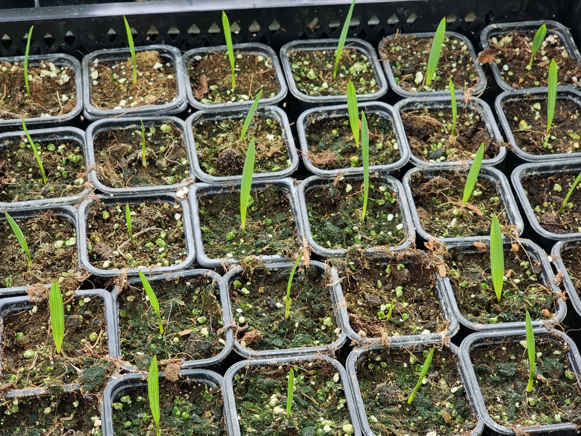 Sabal minor ''Blountstown dwarf''