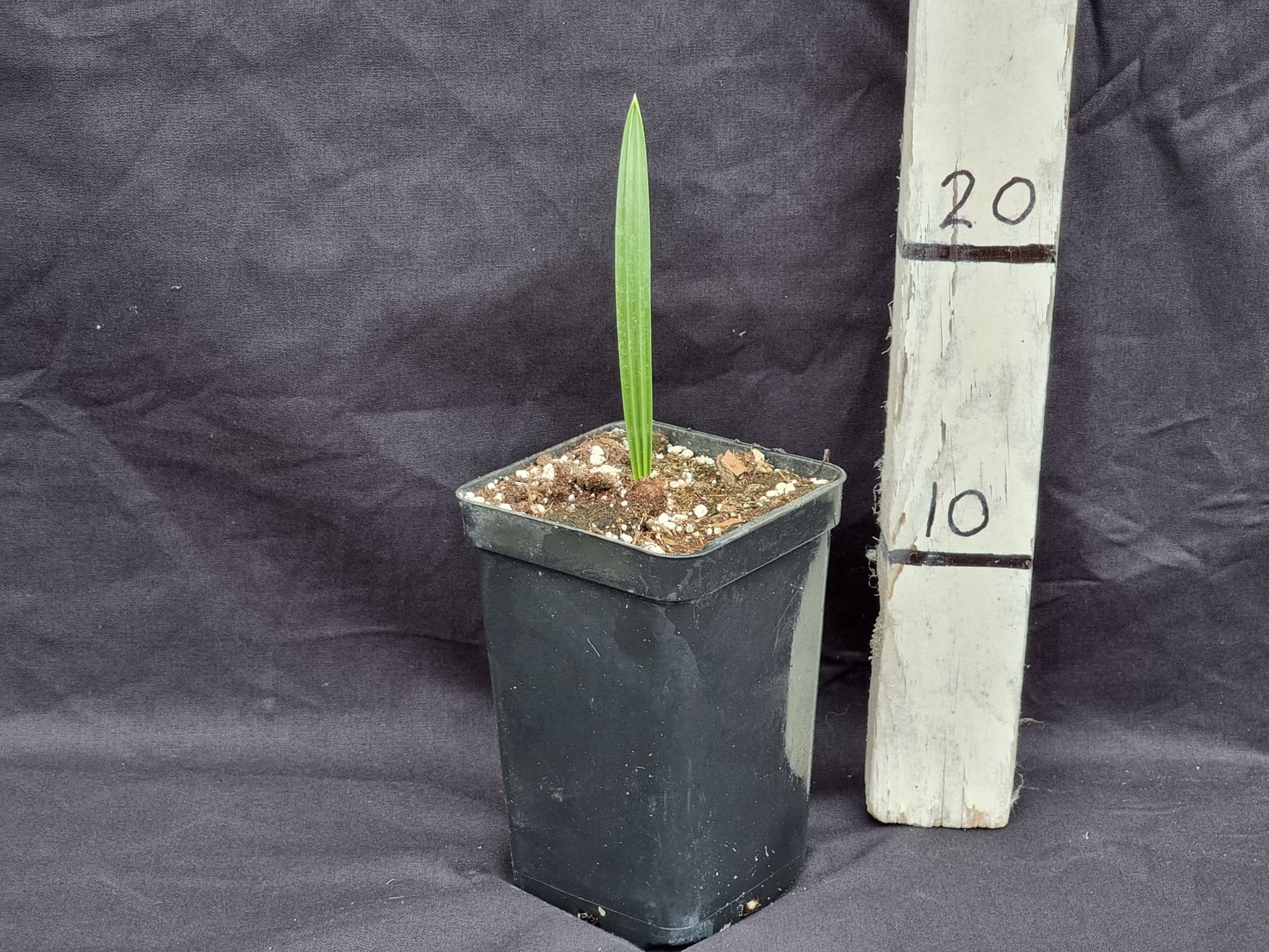 Phoenix dactylifera cv. Behri