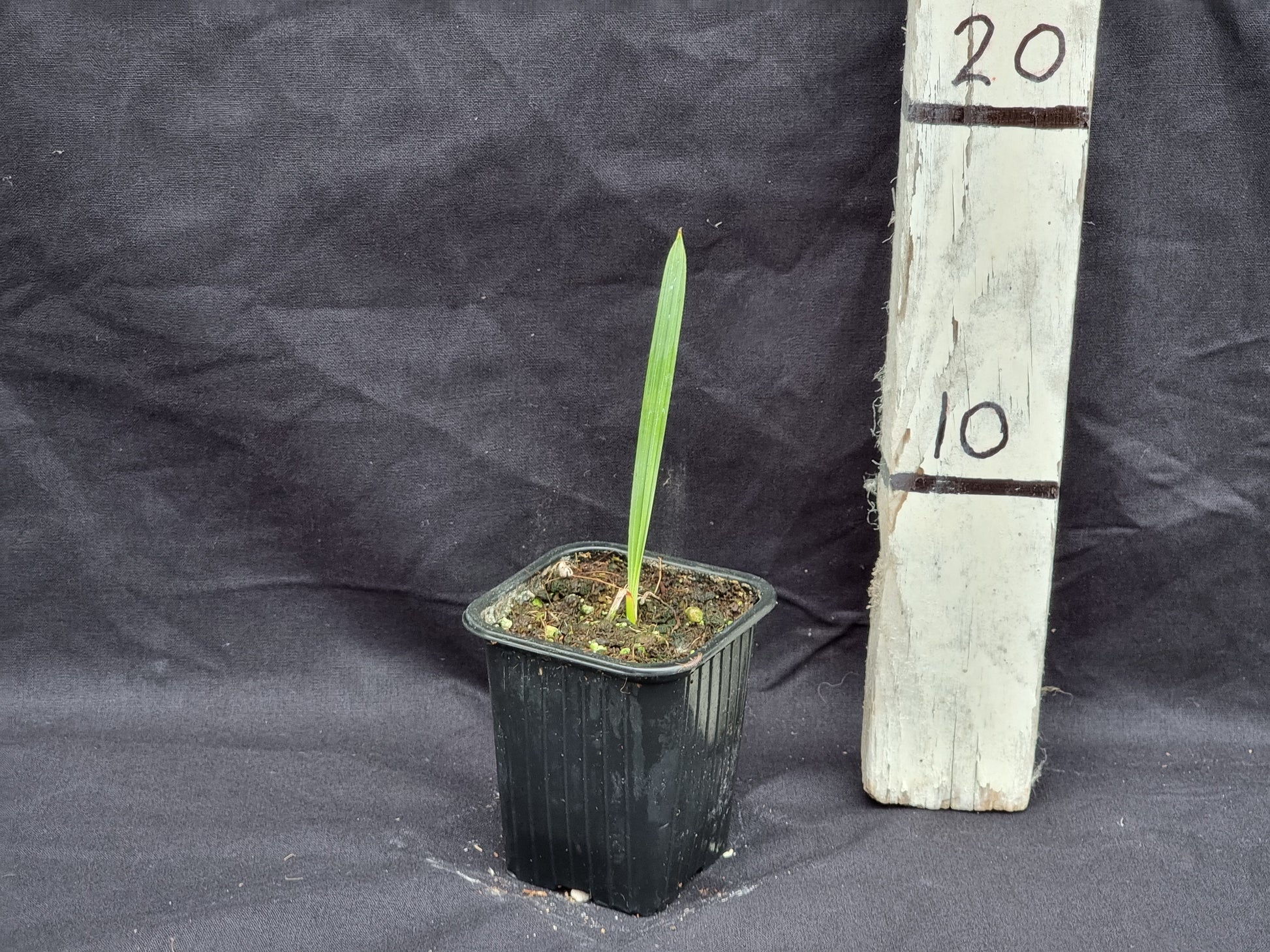 Acoelorrhaphe wrightii