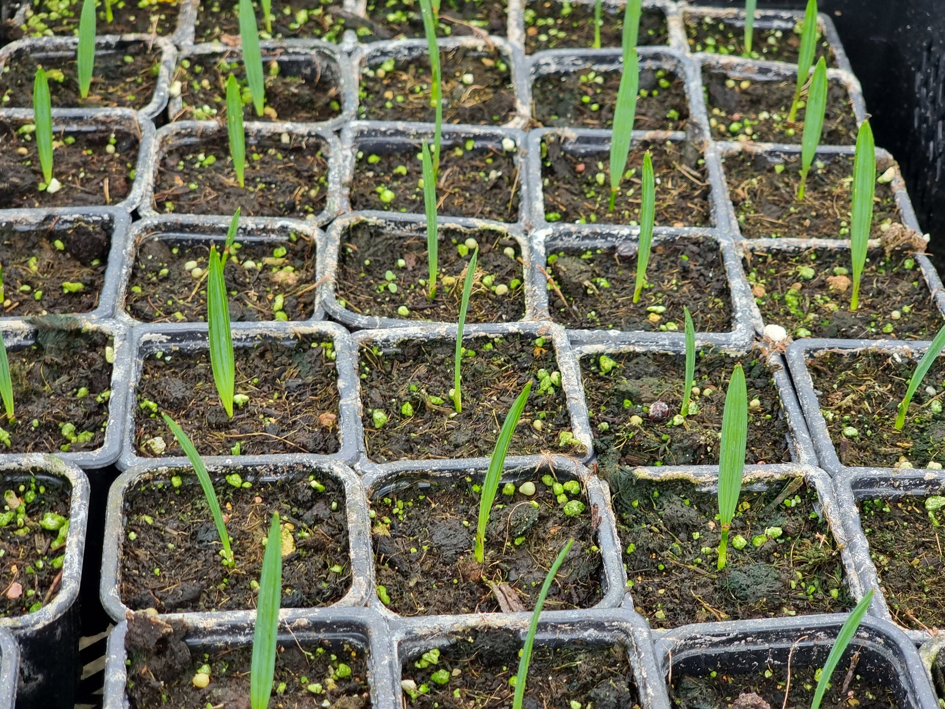 Sabal minor 'Cherokee'