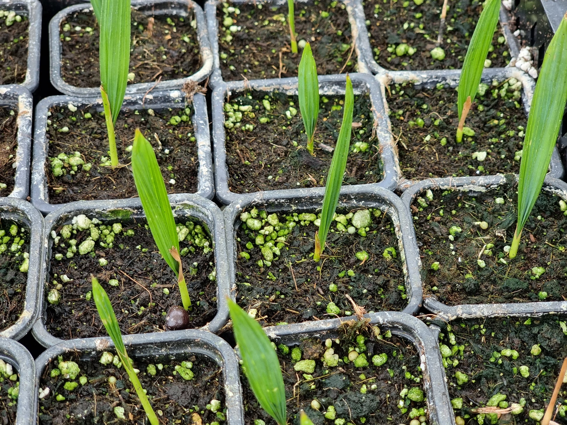 Sabal sp. 'Riverside'