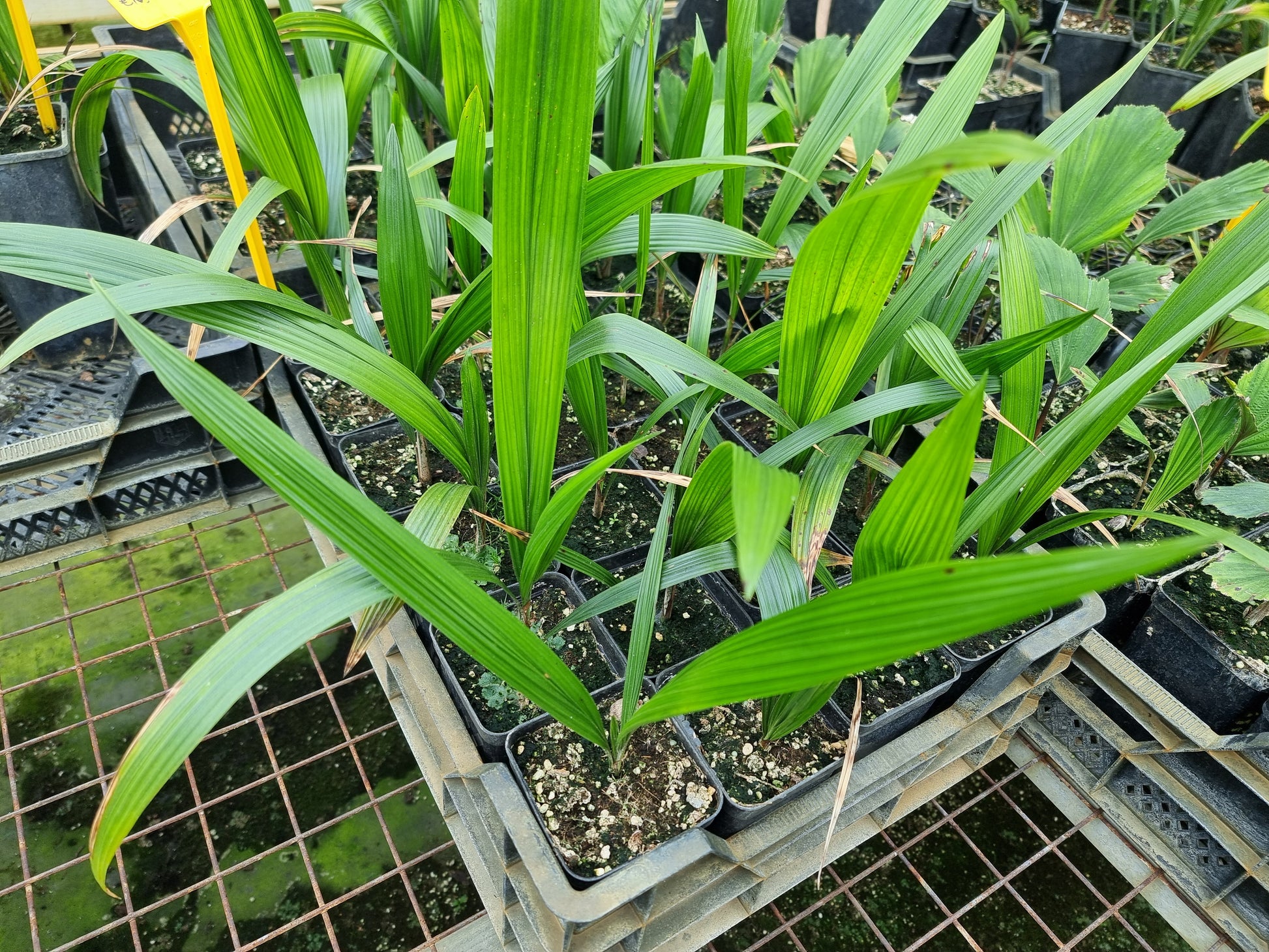 Syagrus romanzoffiana var. Litoralis