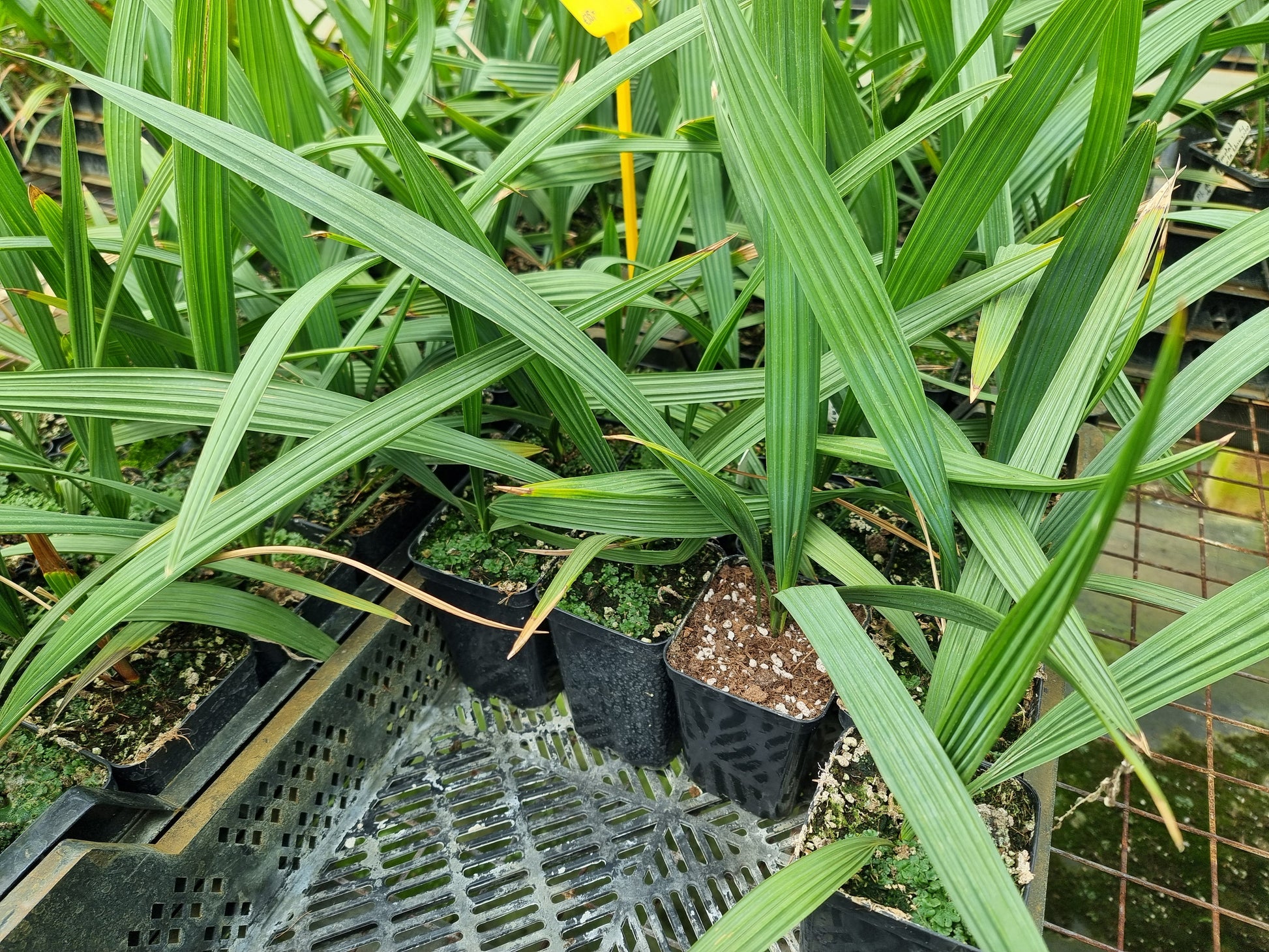 Sabal uresana 'Green form'