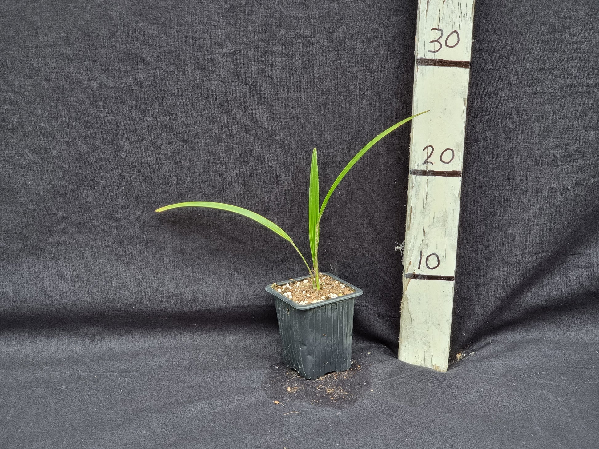 Trachycarpus martianus 'Khasia hills'