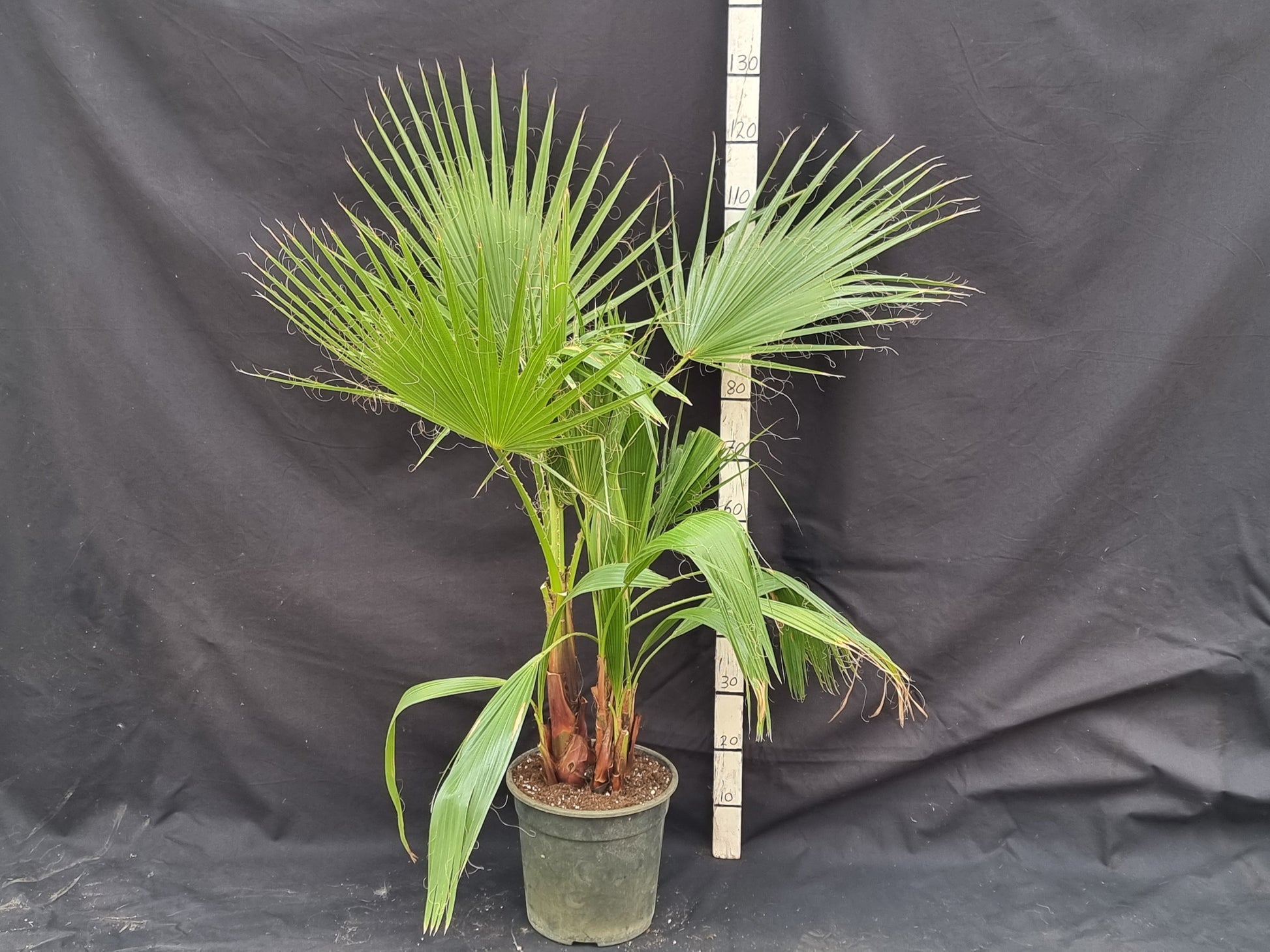 Washingtonia robusta multipot