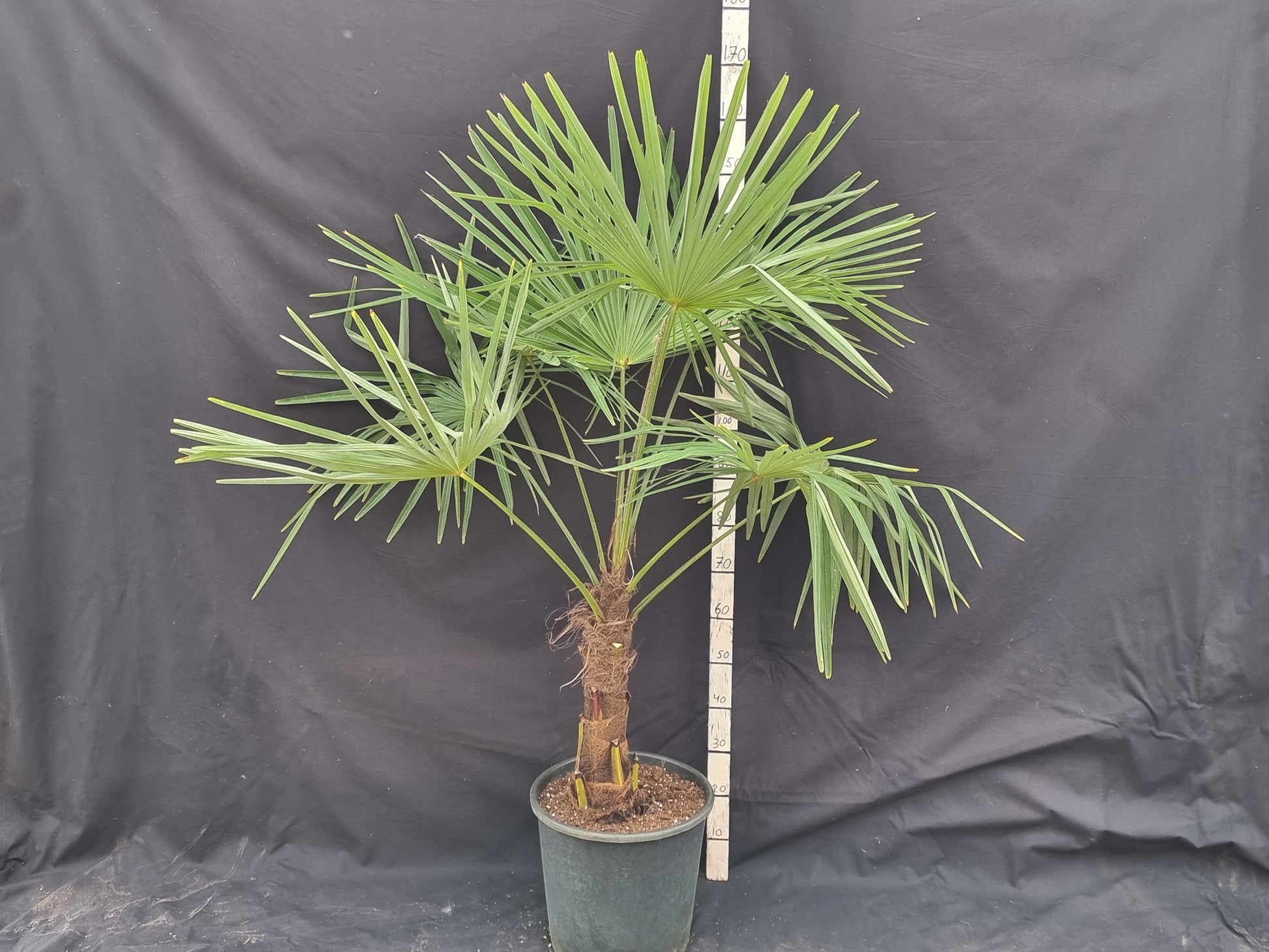 Trachycarpus nova ⚠️ Not shippable, pick-up only