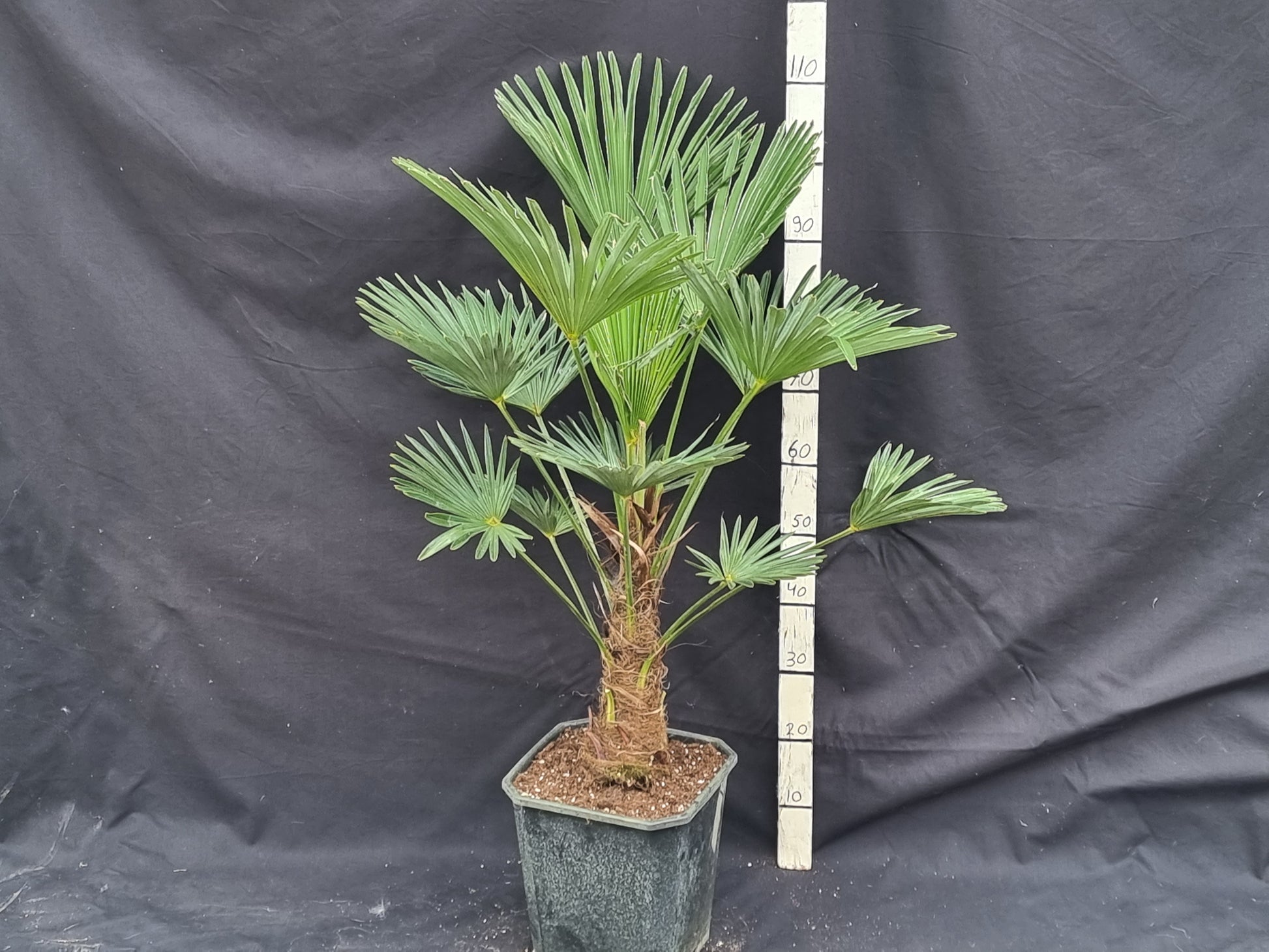 Trachycarpus fortunei var. wagnerianus 3x