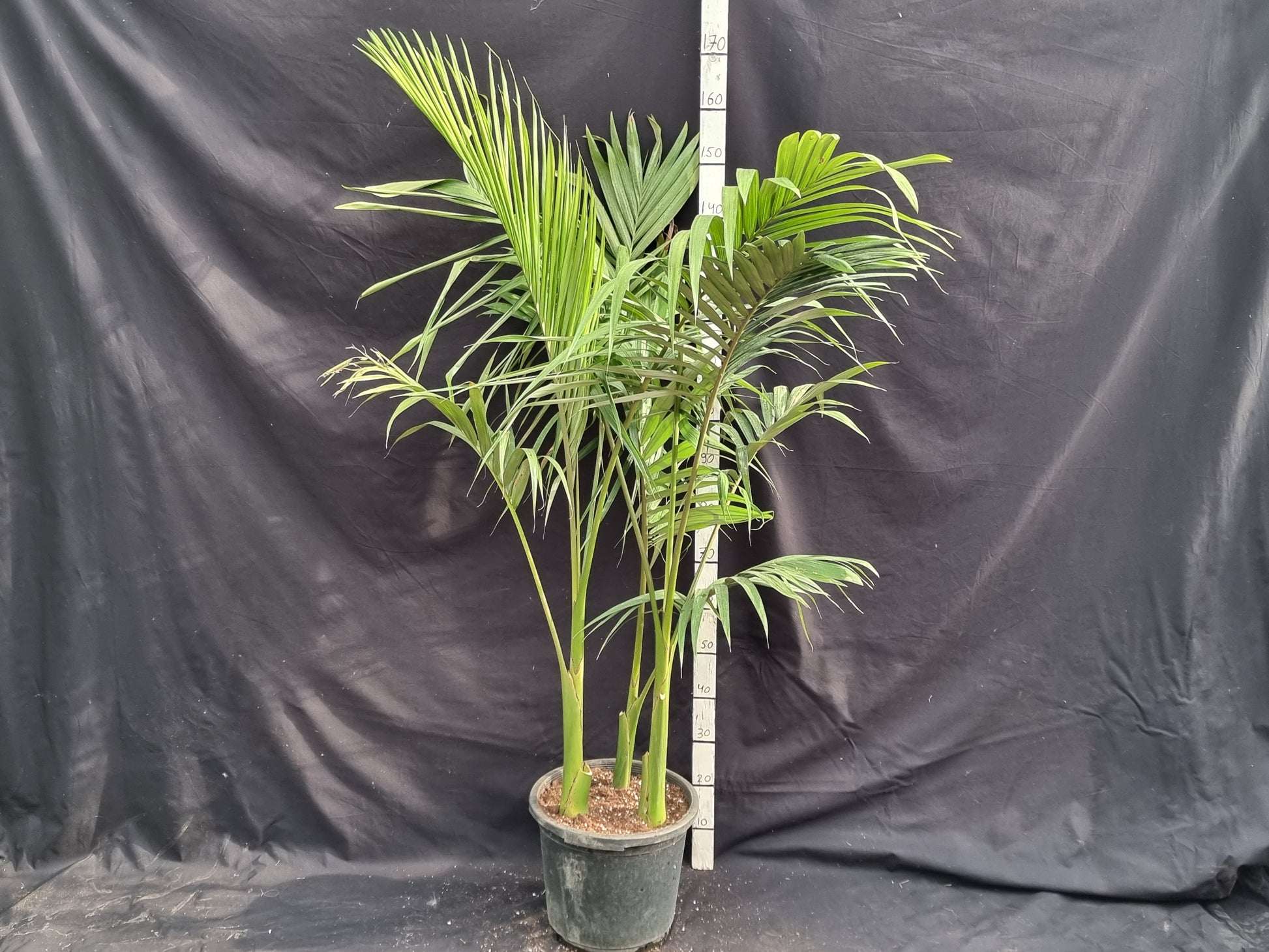 Archontophoenix alexandrae