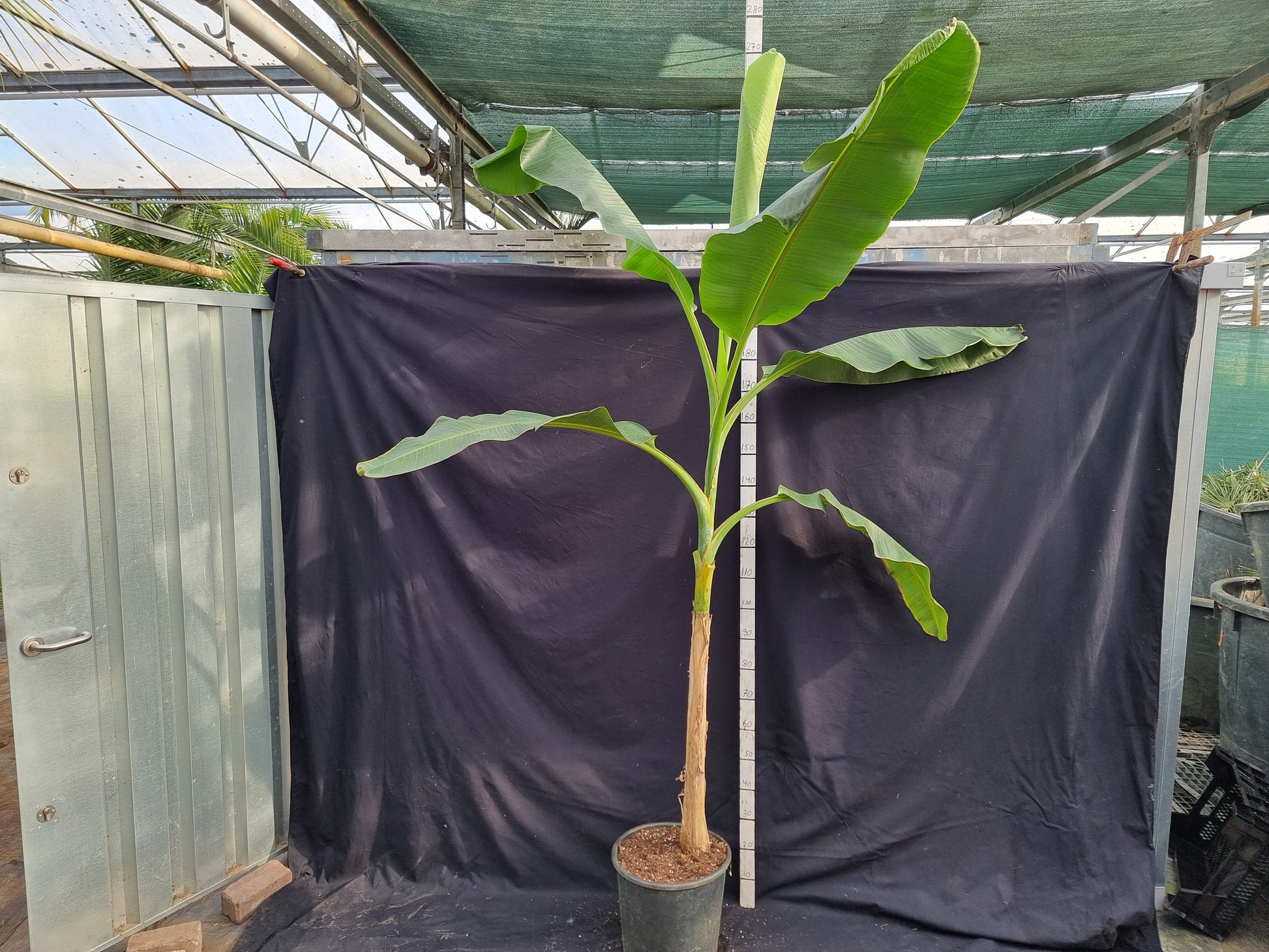 Musa sikkimensis var. Red tiger ⚠️ Not shippable, pick-up only
