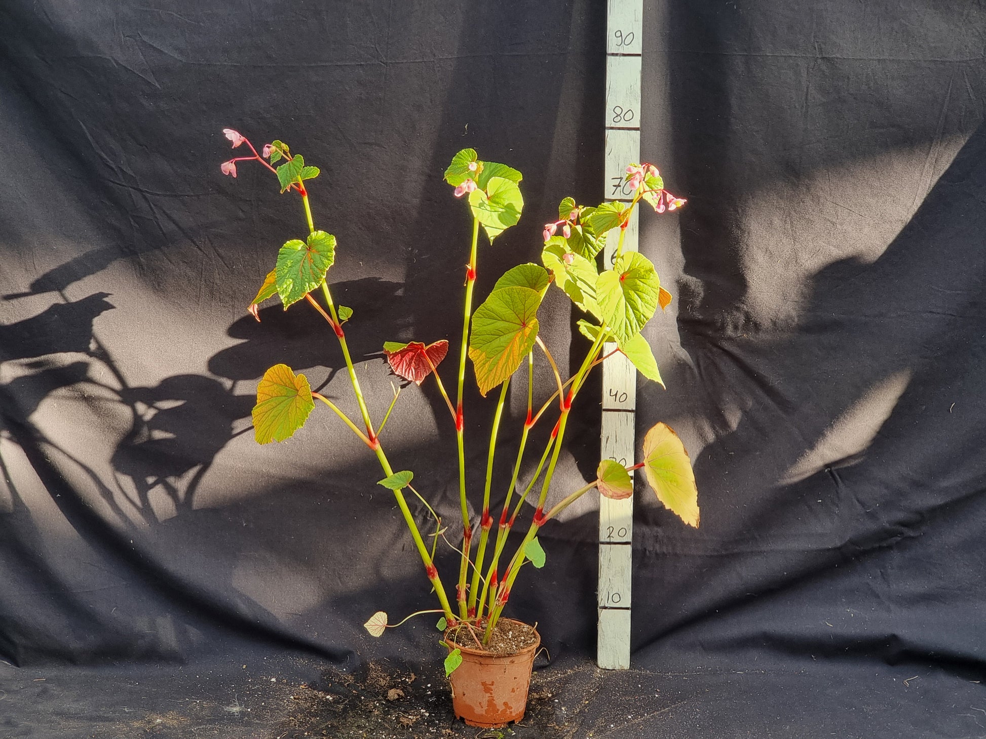 Begonia grandis