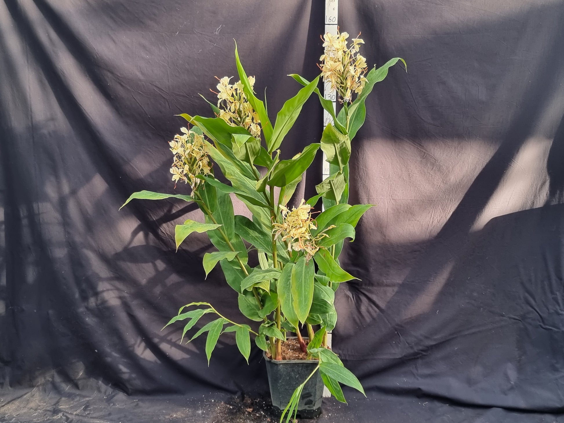 Hedychium gardnerianum