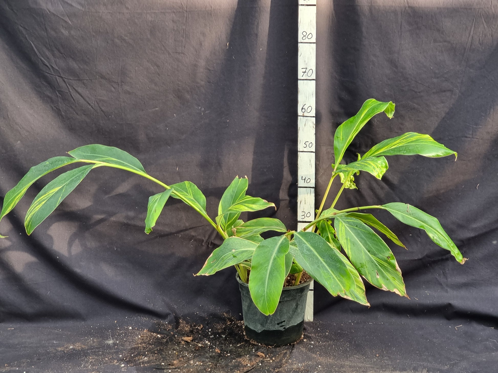 Alpinia zerumbet 'Variegata'