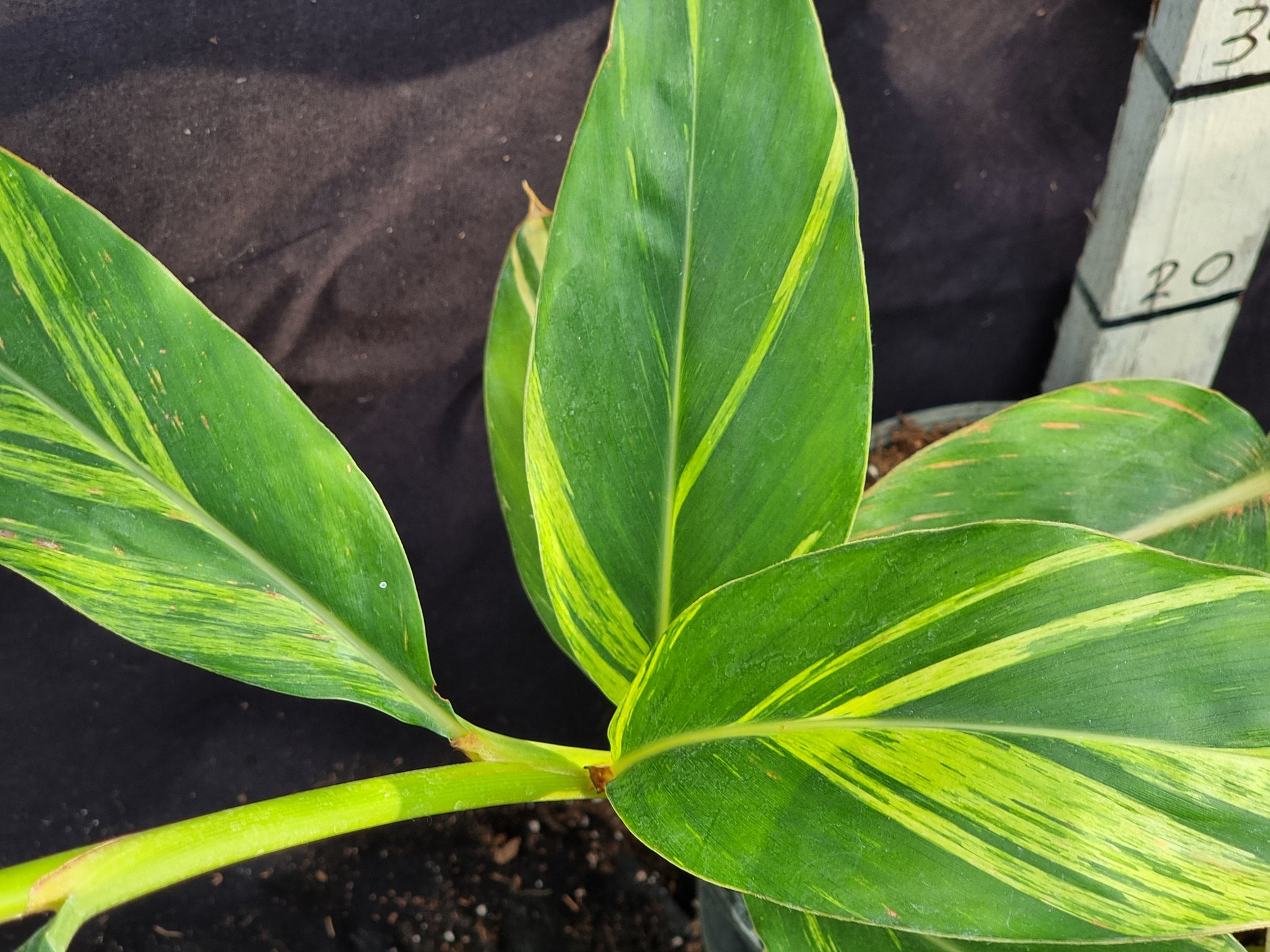 Alpinia zerumbet 'Variegata'