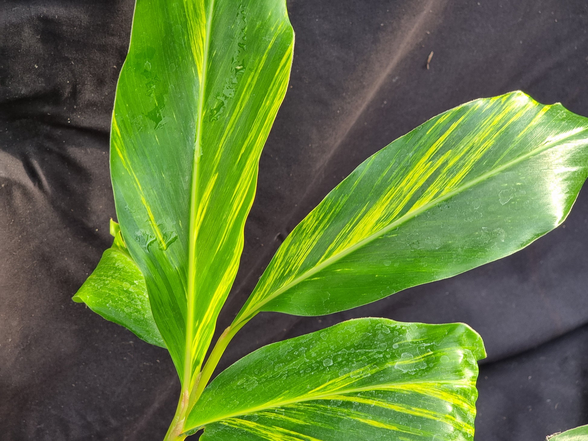 Alpinia zerumbet 'Variegata'