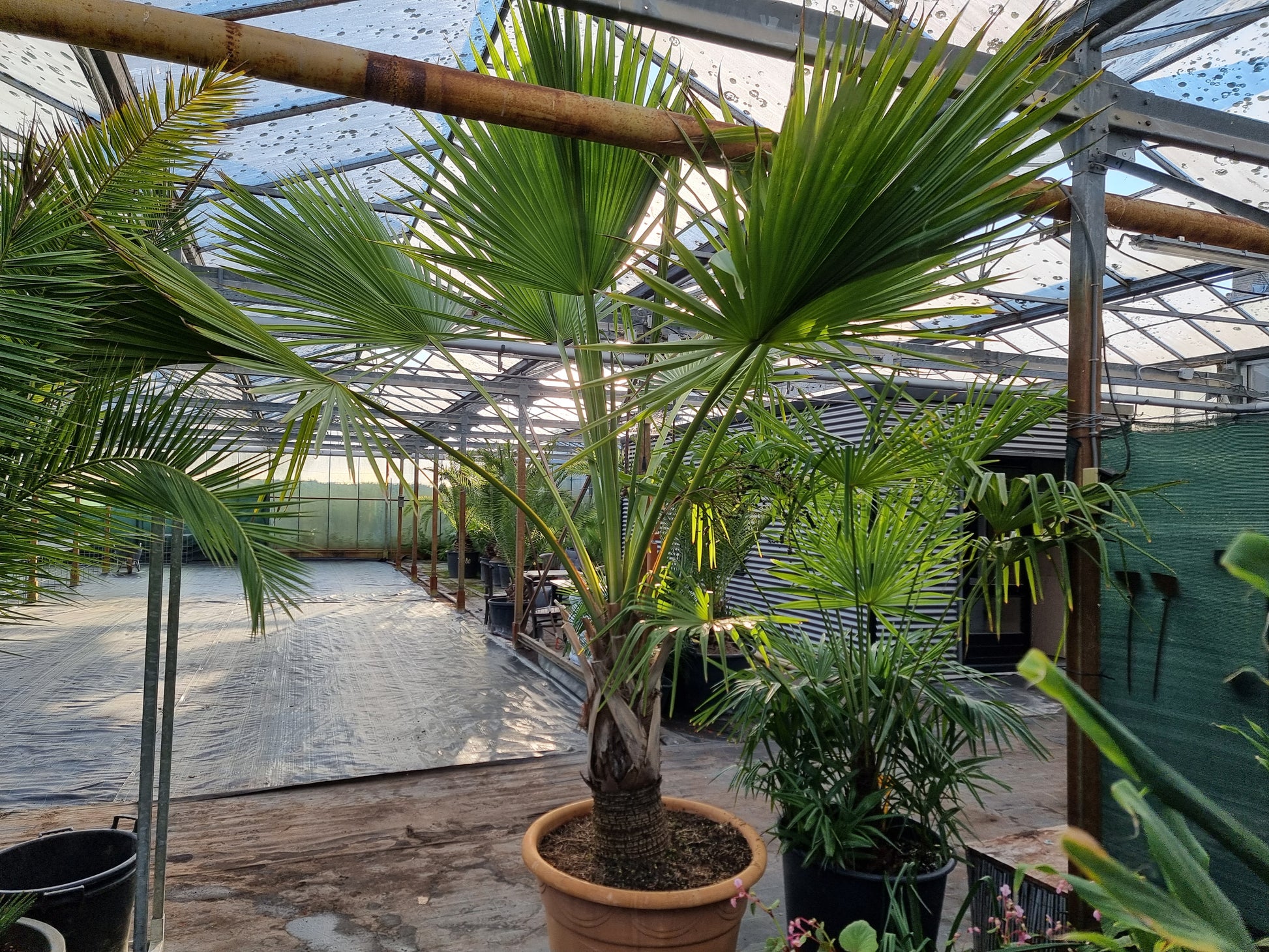 Sabal sp. X ⚠️ Not shippable, pick-up only