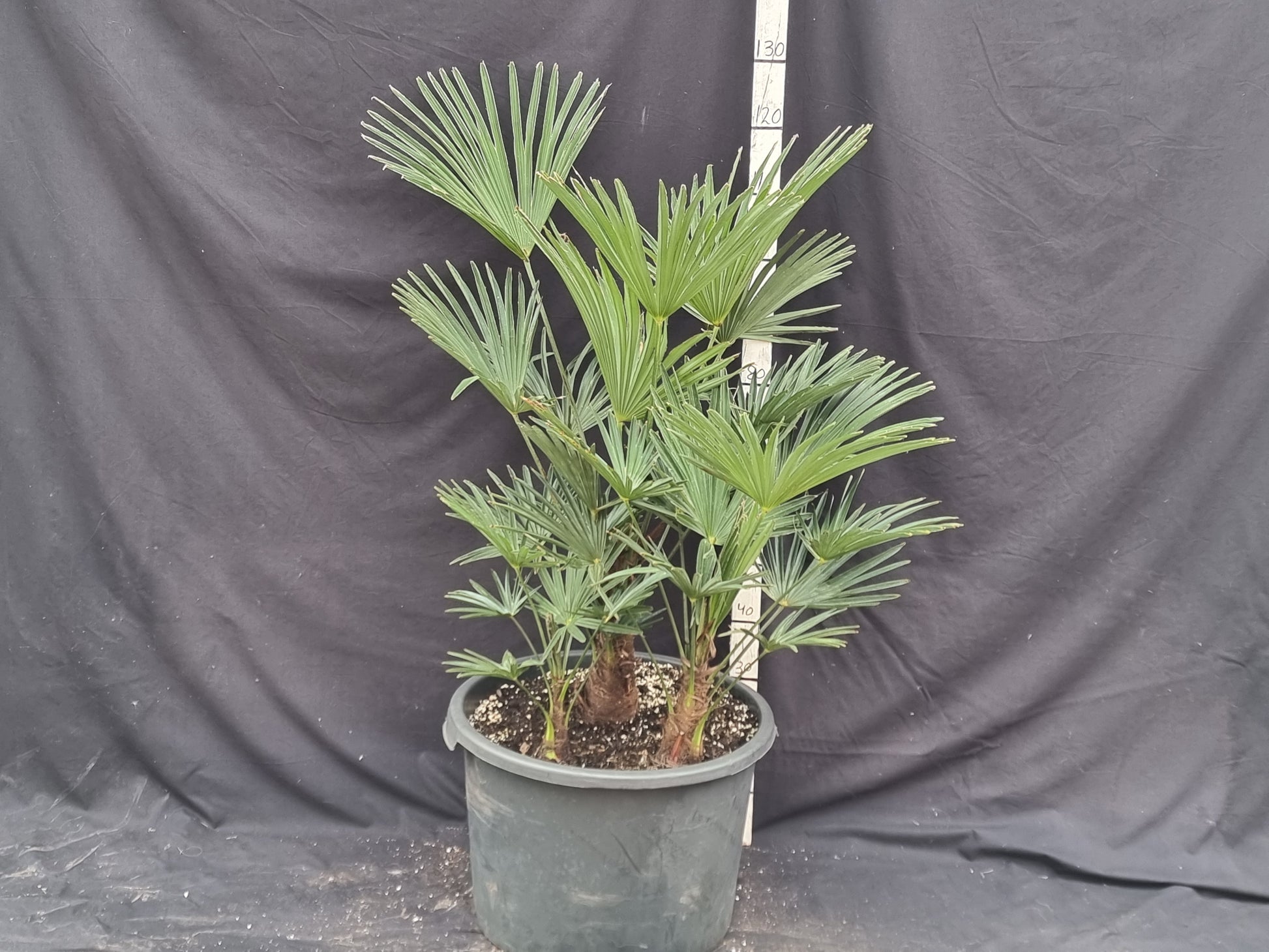 Trachycarpus fortunei var. wagnerianus trio
