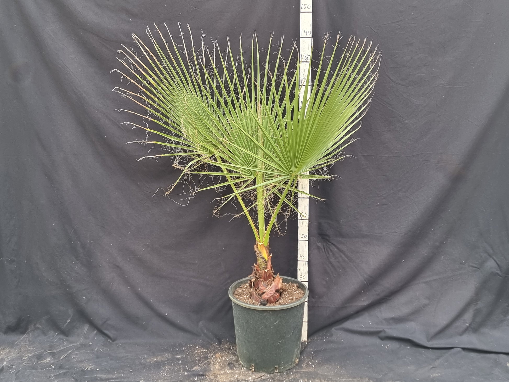 Washingtonia robusta