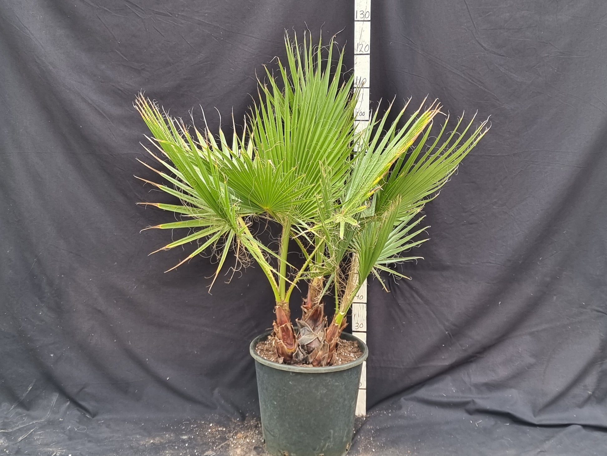 Washingtonia robusta trio