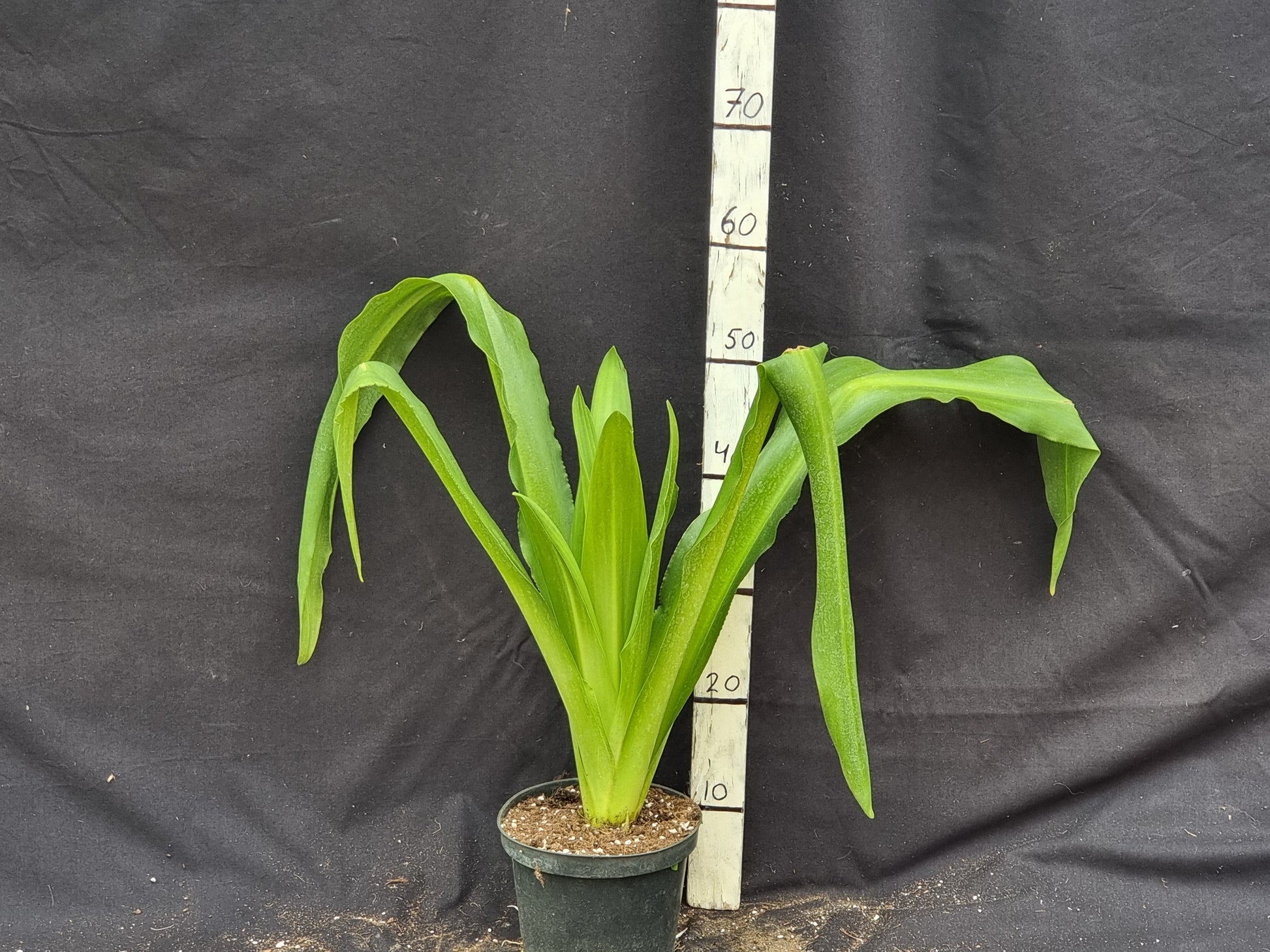 Eucomis pole-evansie