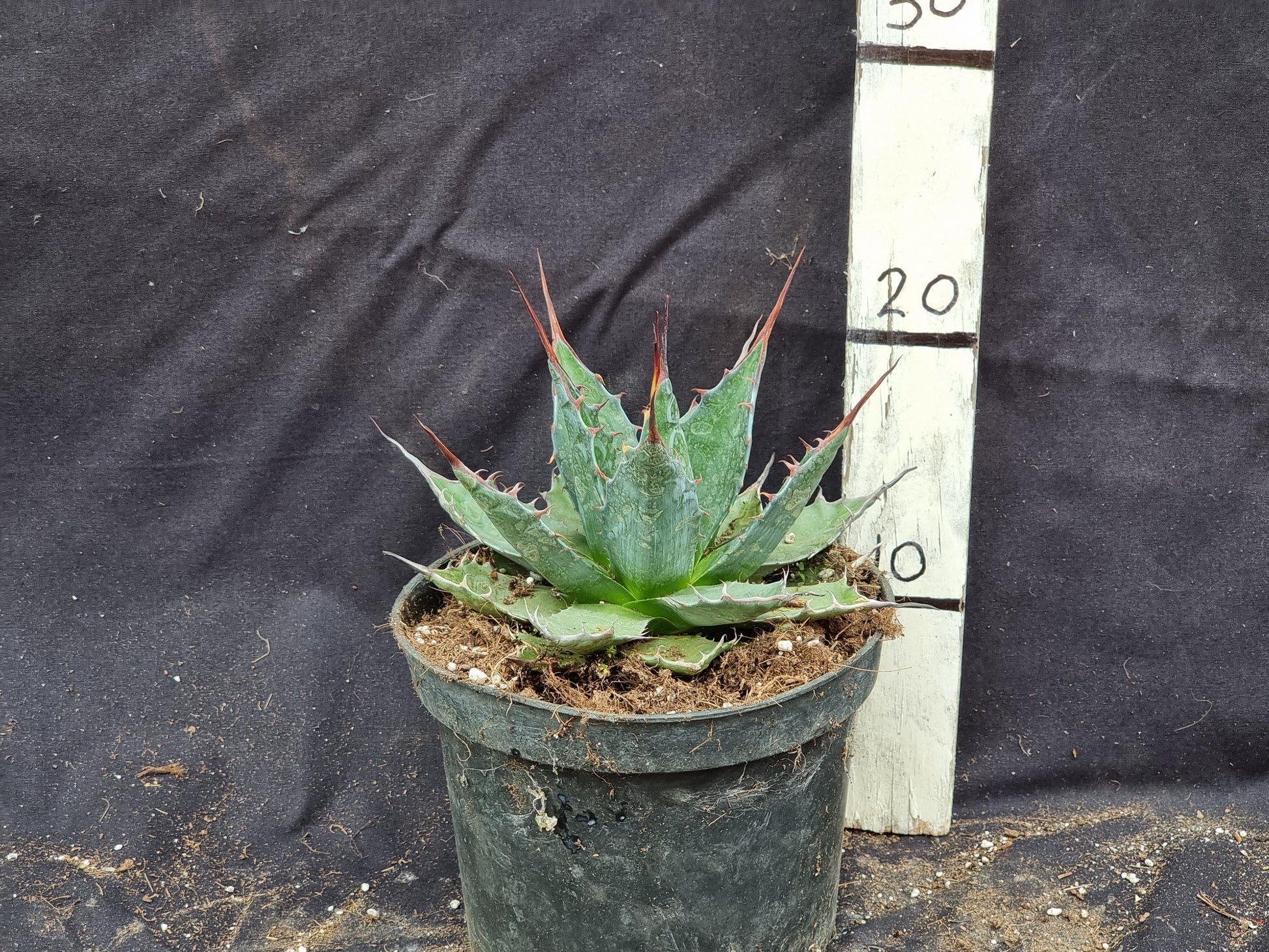 Agave montana