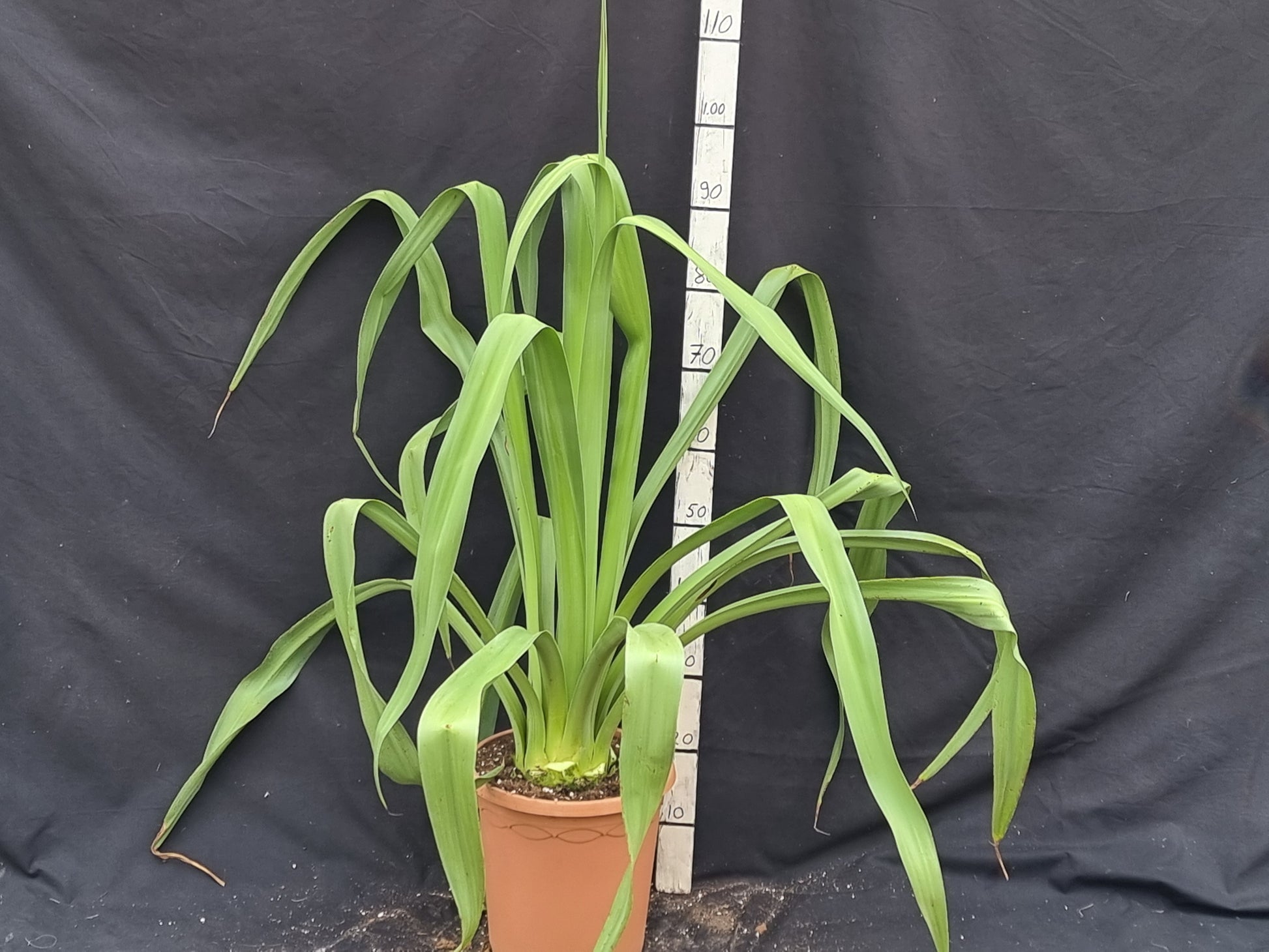 Furcraea longaeva