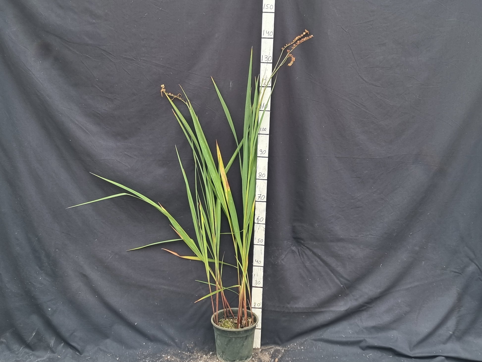 Crocosmia cv. Lucifer
