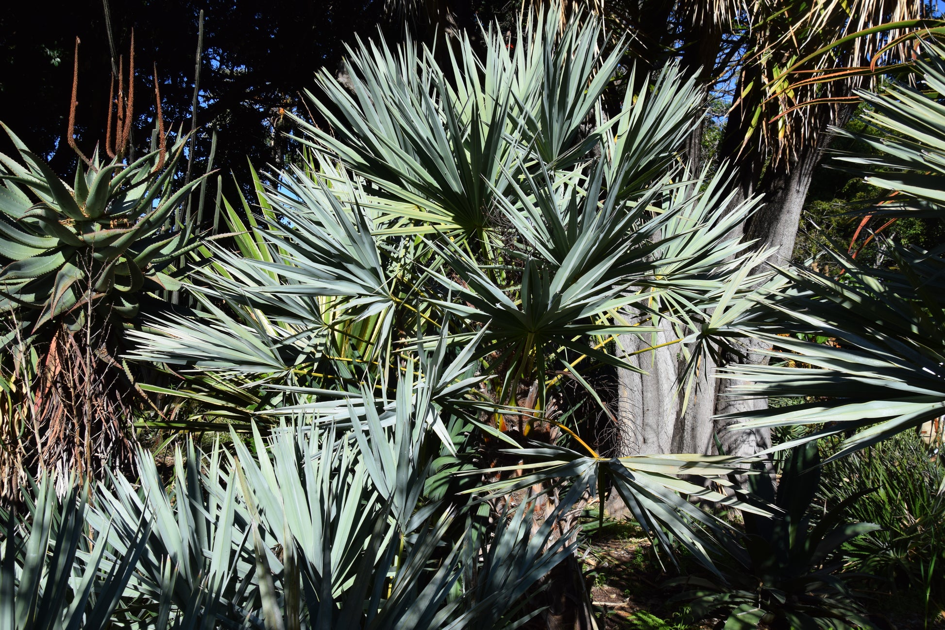 Serenoa repens var. Cinerea