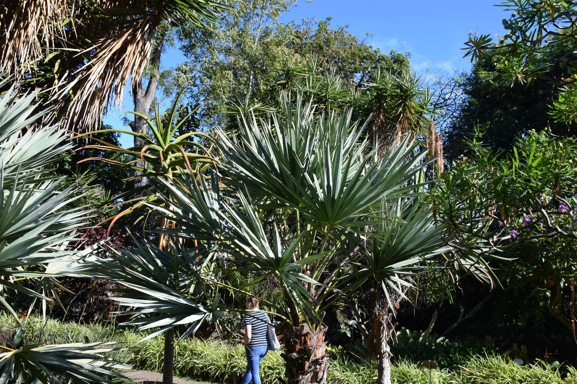 Serenoa repens var. Cinerea