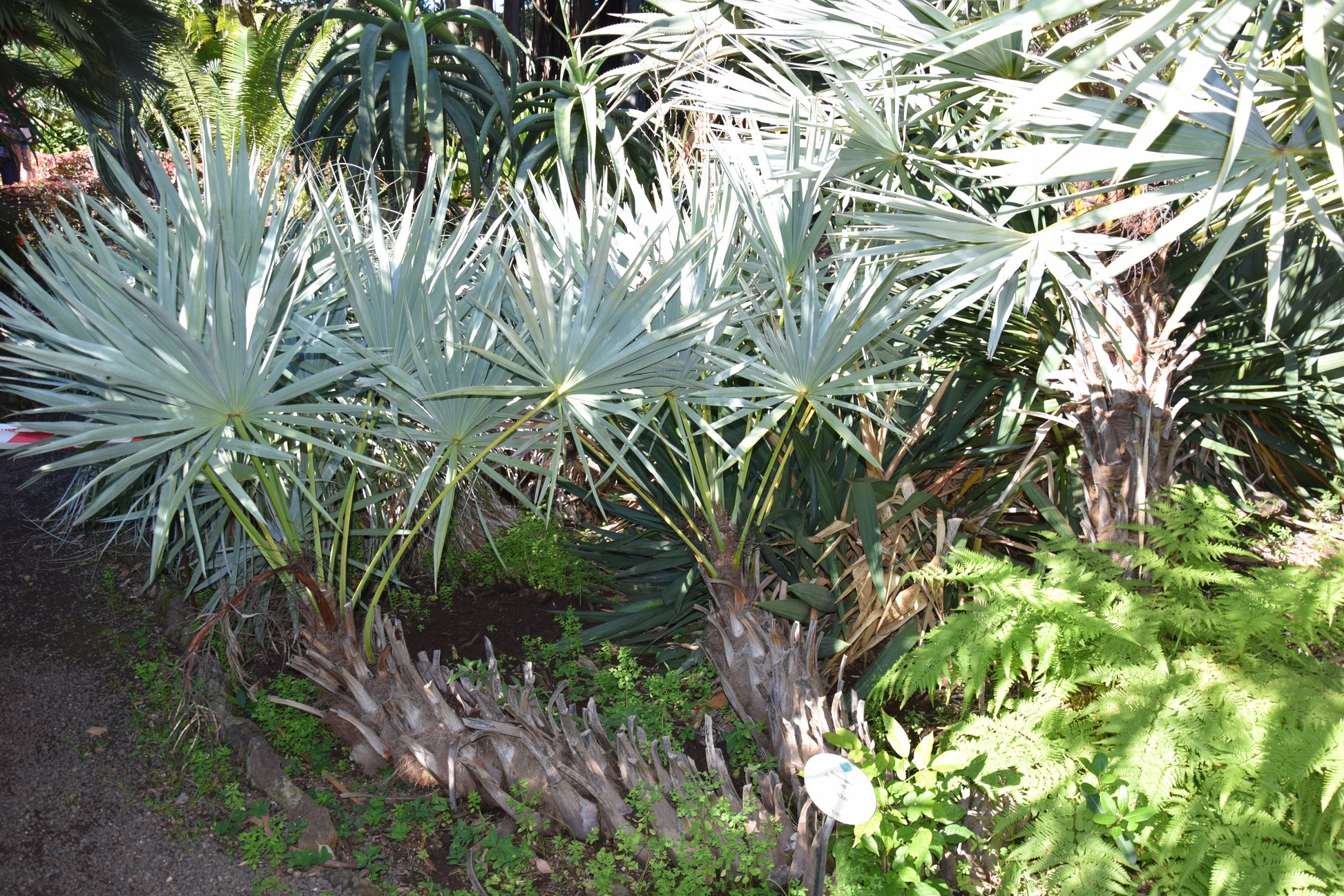 Serenoa repens var. Cinerea