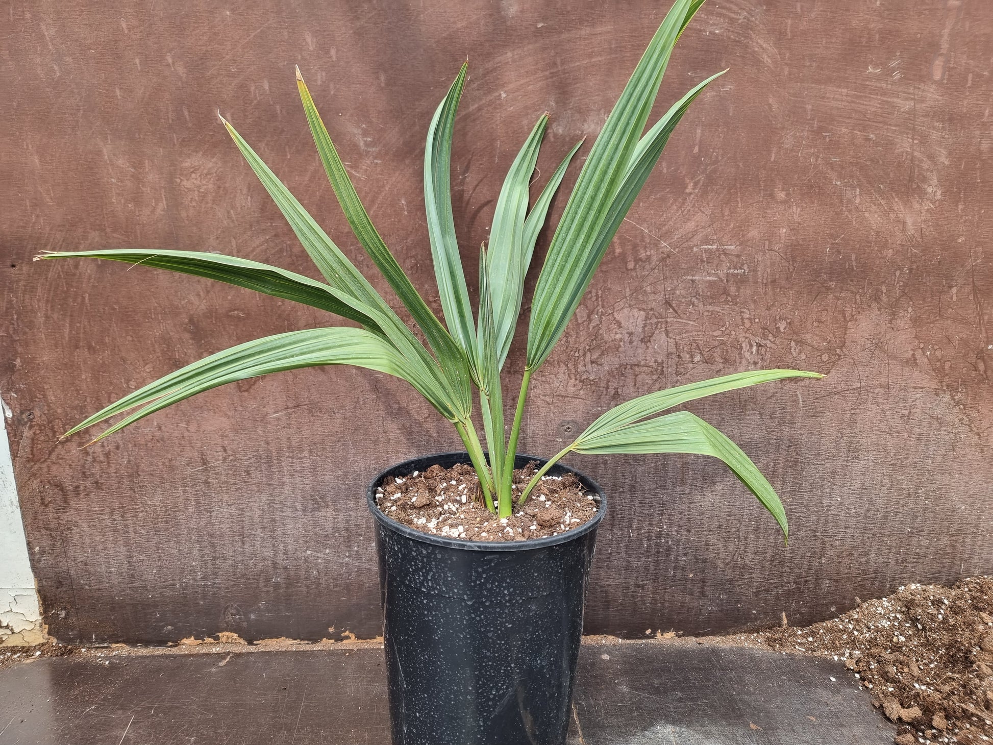 Sabal mexicana
