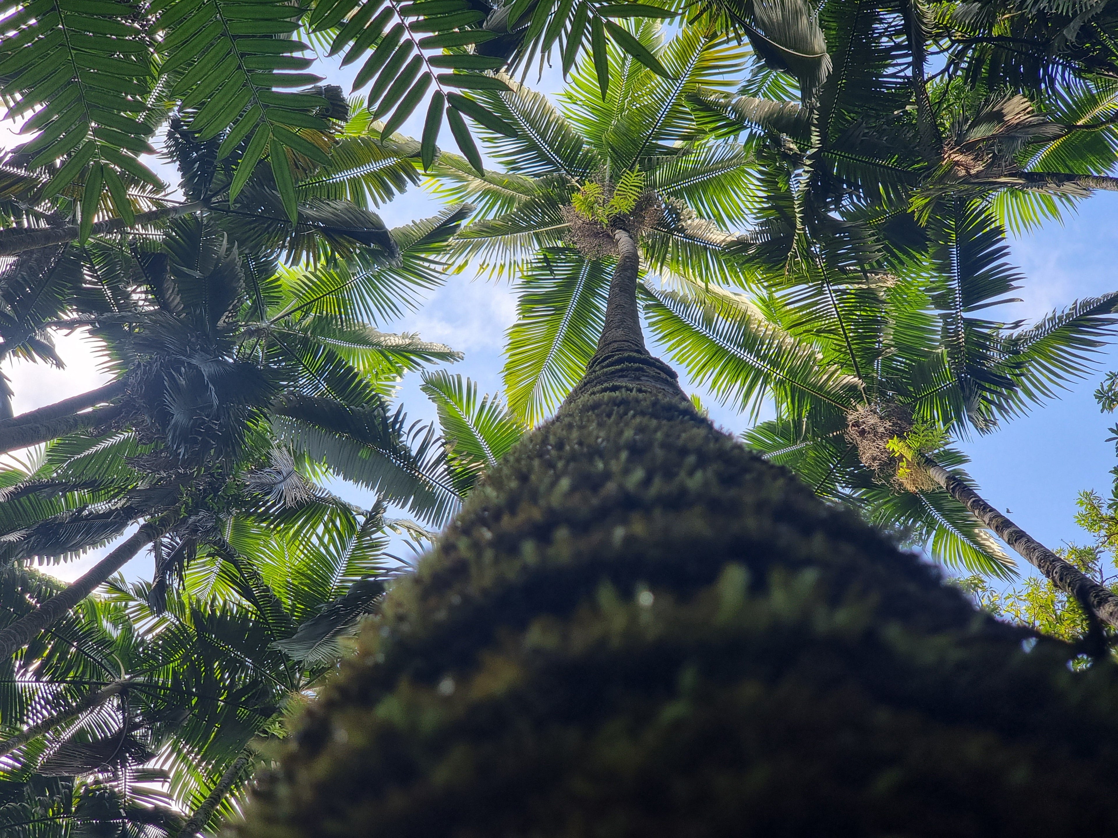 Palms