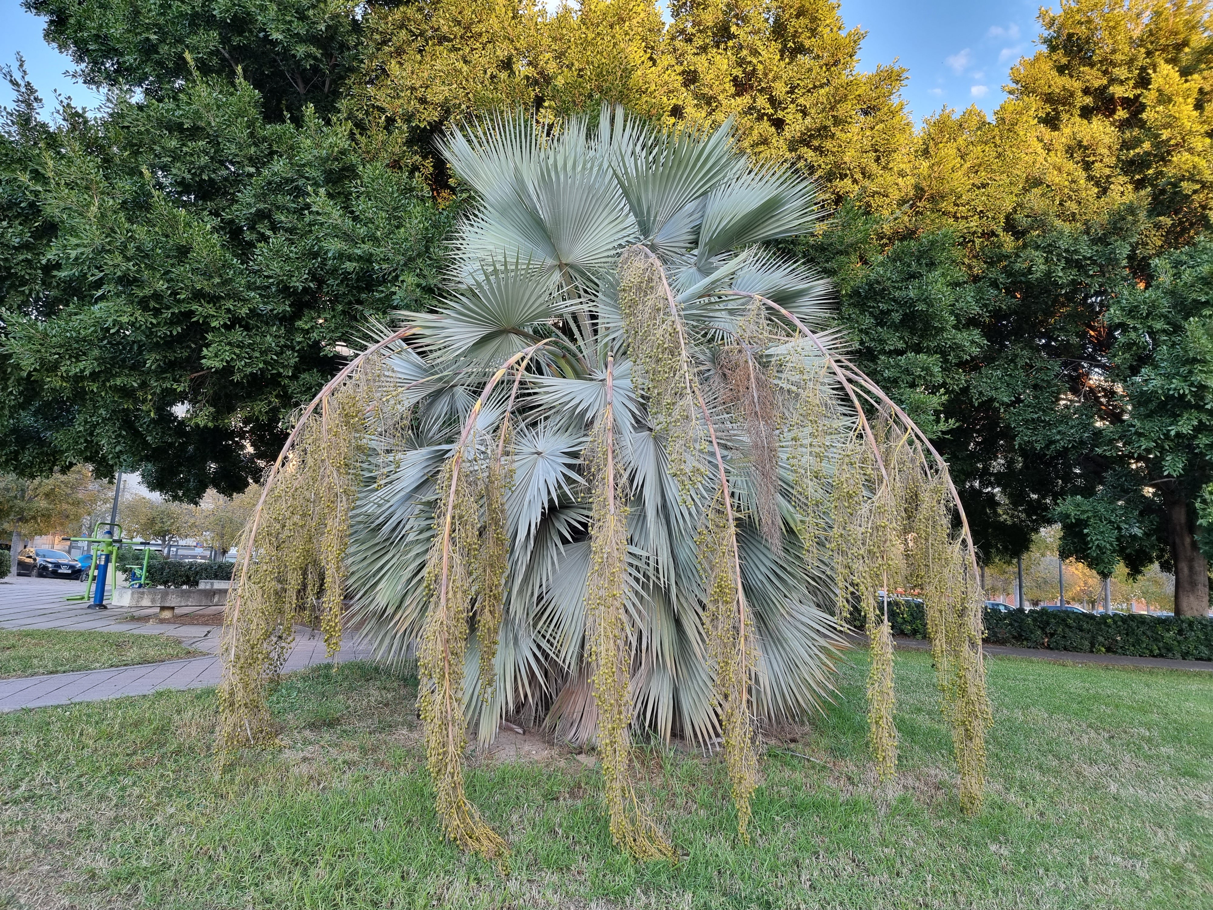 Brahea armata – Coldpalm