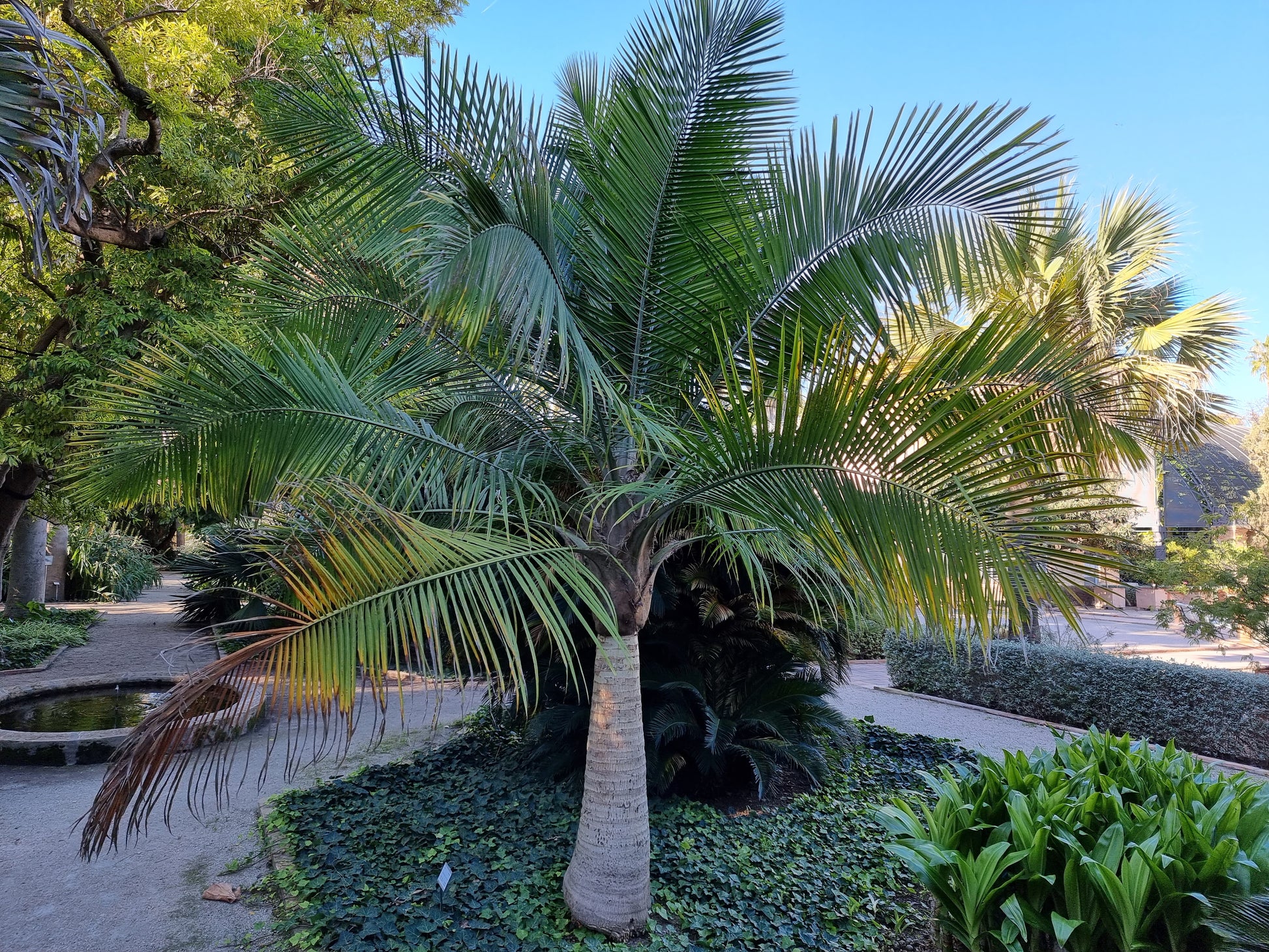 Ravenea rivularis ⚠️ Not shippable, pick-up only