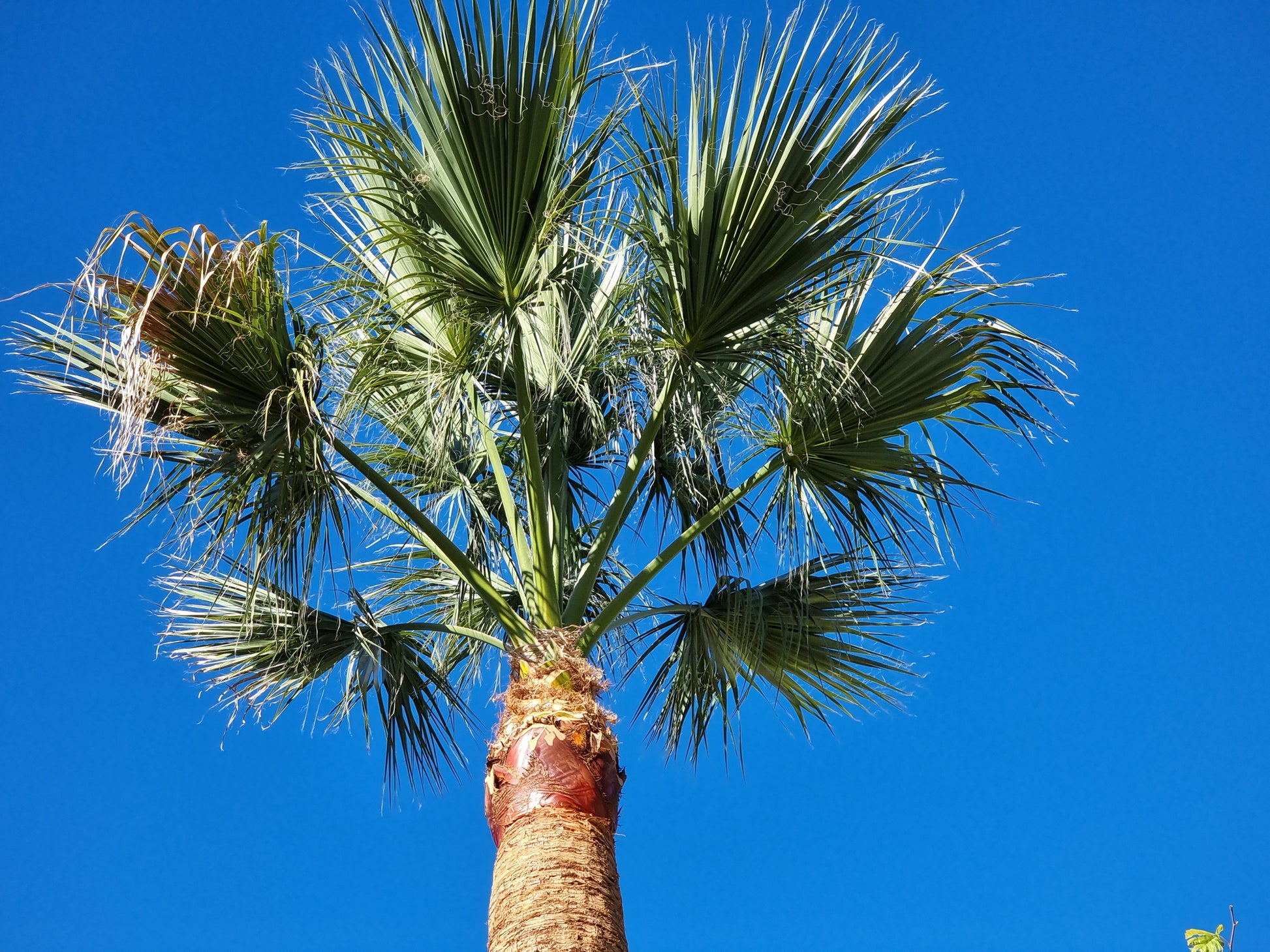 Washingtonia filifera