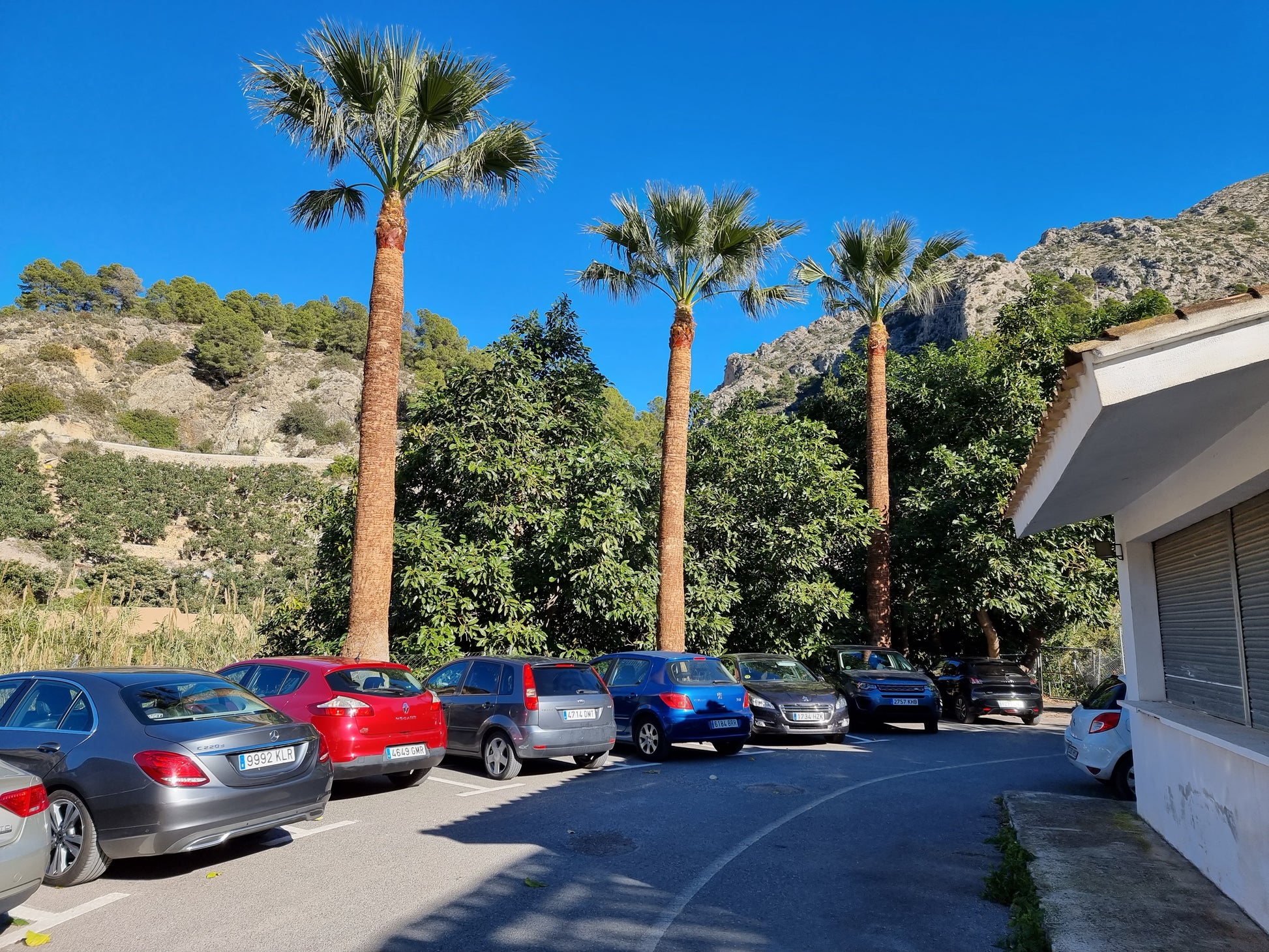 Washingtonia filifera