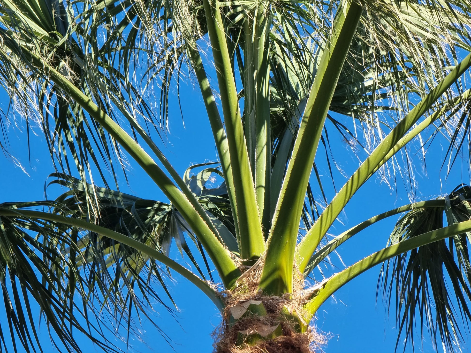 Washingtonia filifera