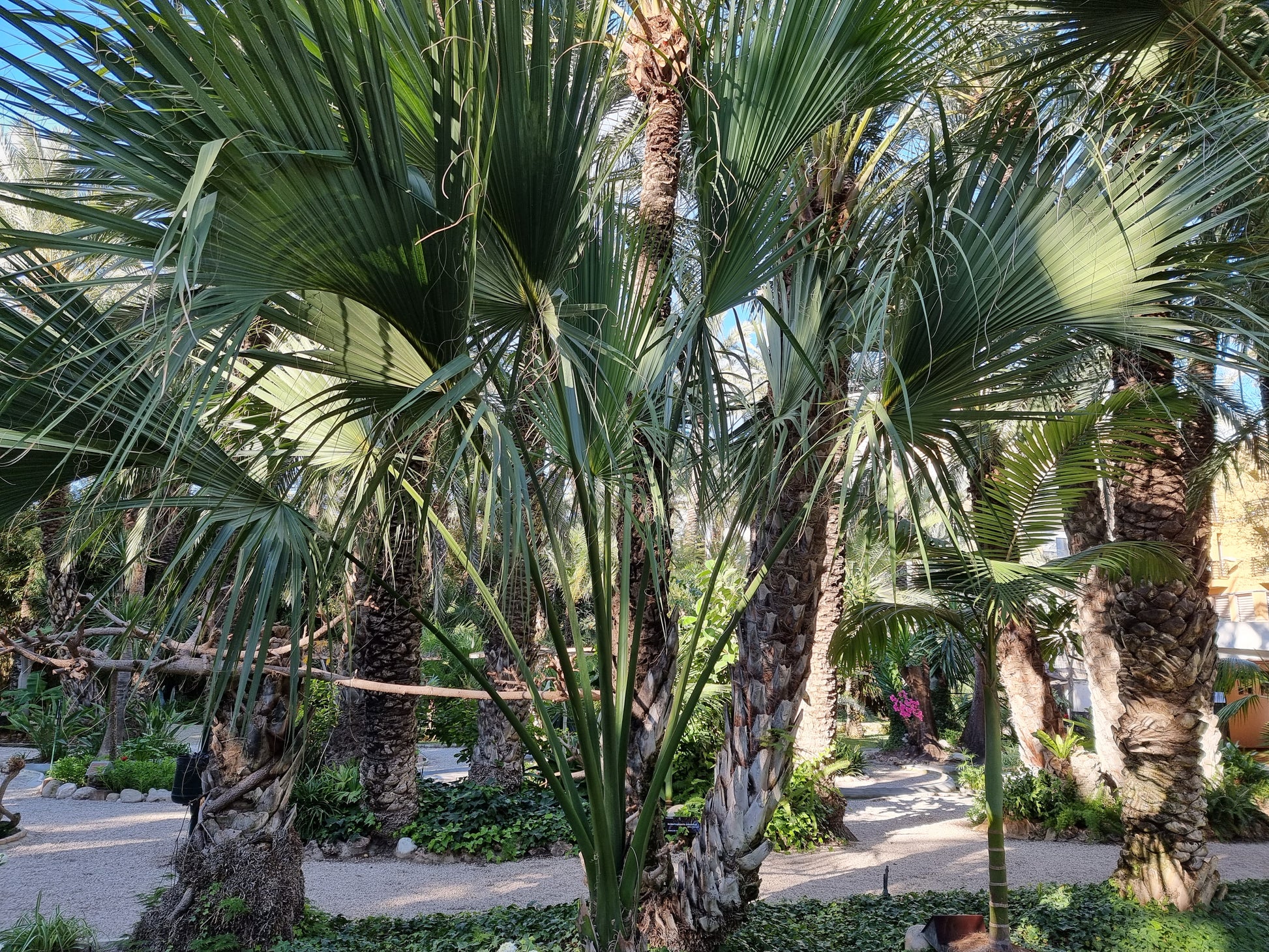 Sabal rosei