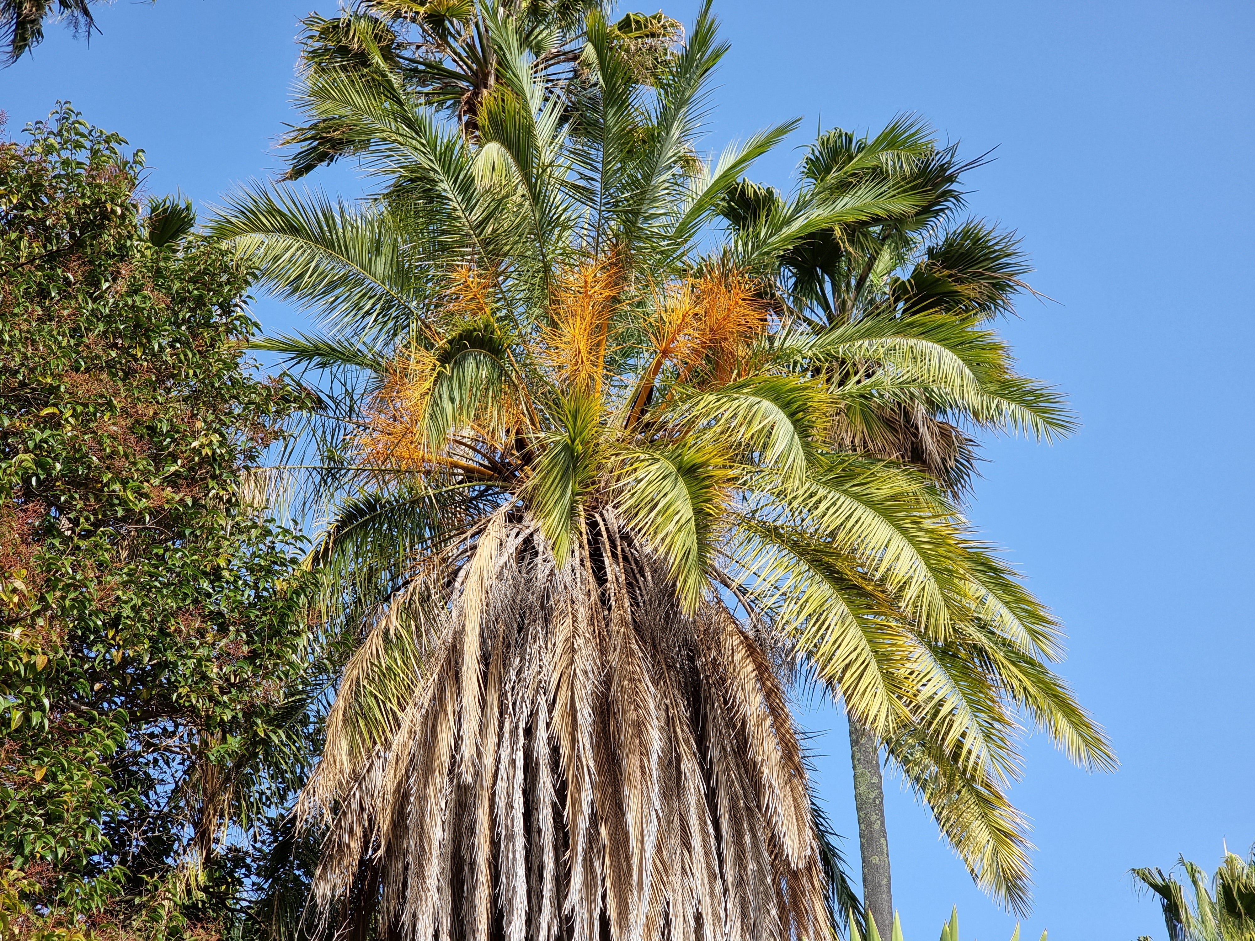 Phoenix rupicola – Coldpalm