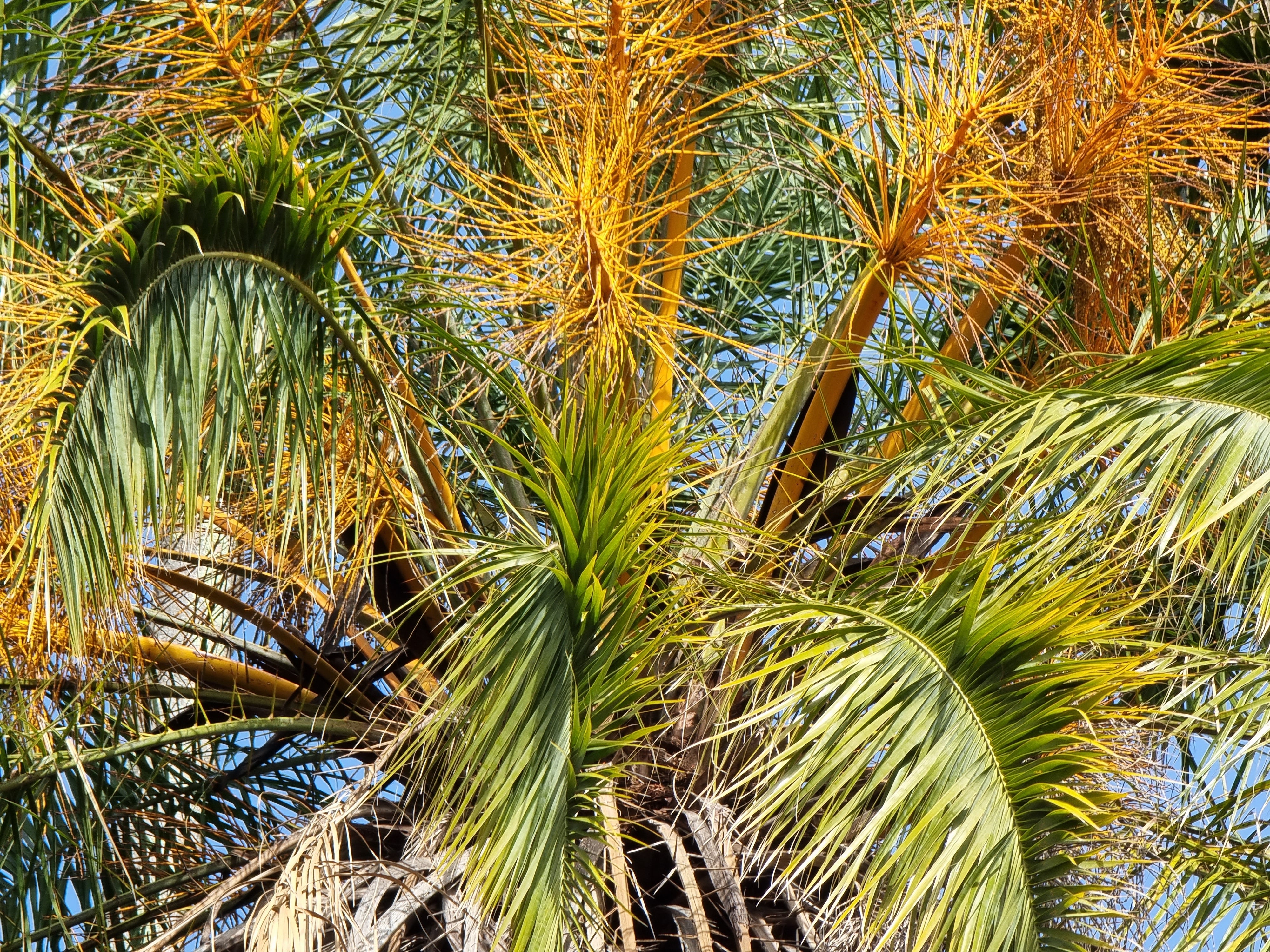 Phoenix rupicola – Coldpalm