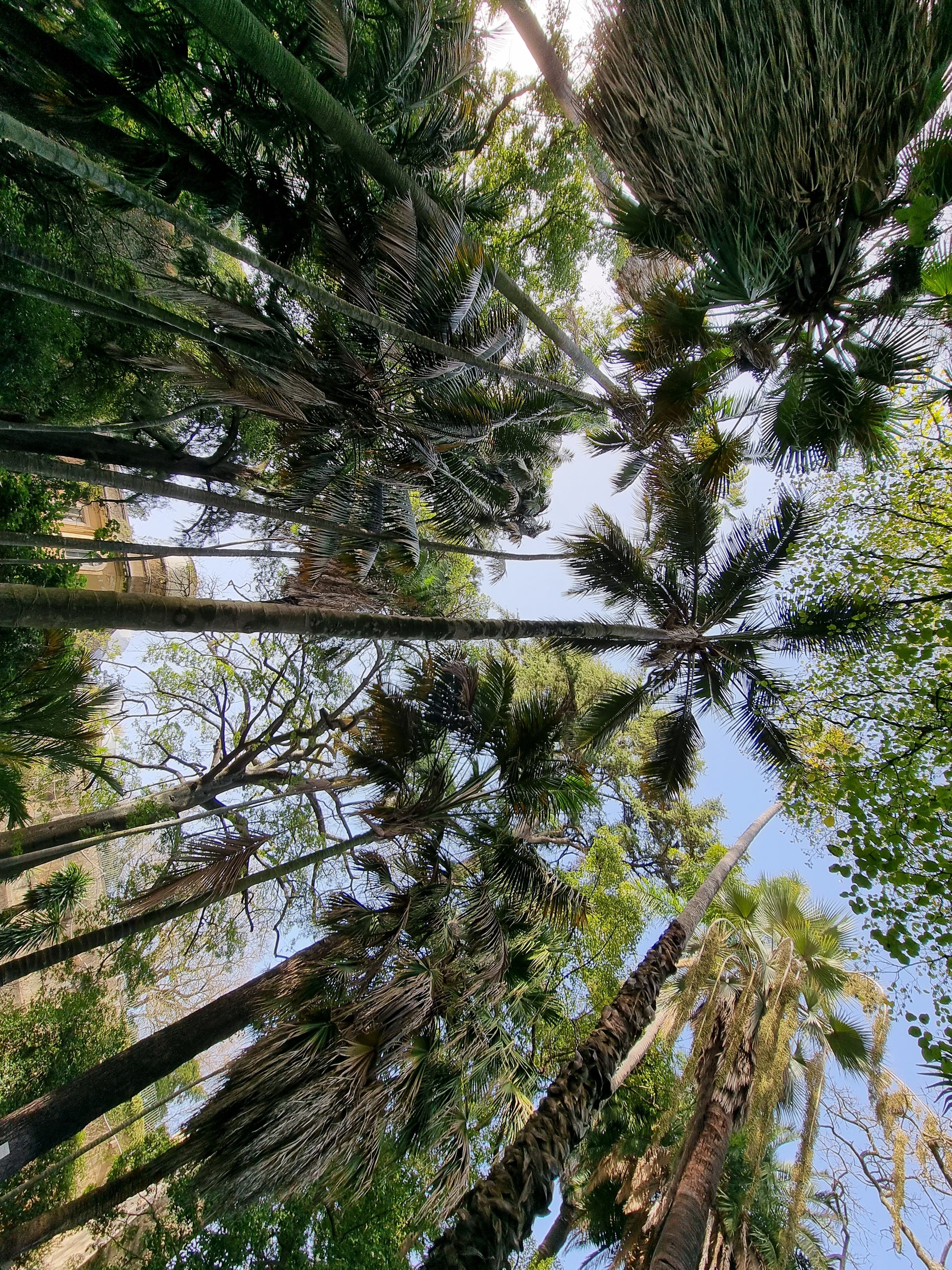 Howea fosteriana