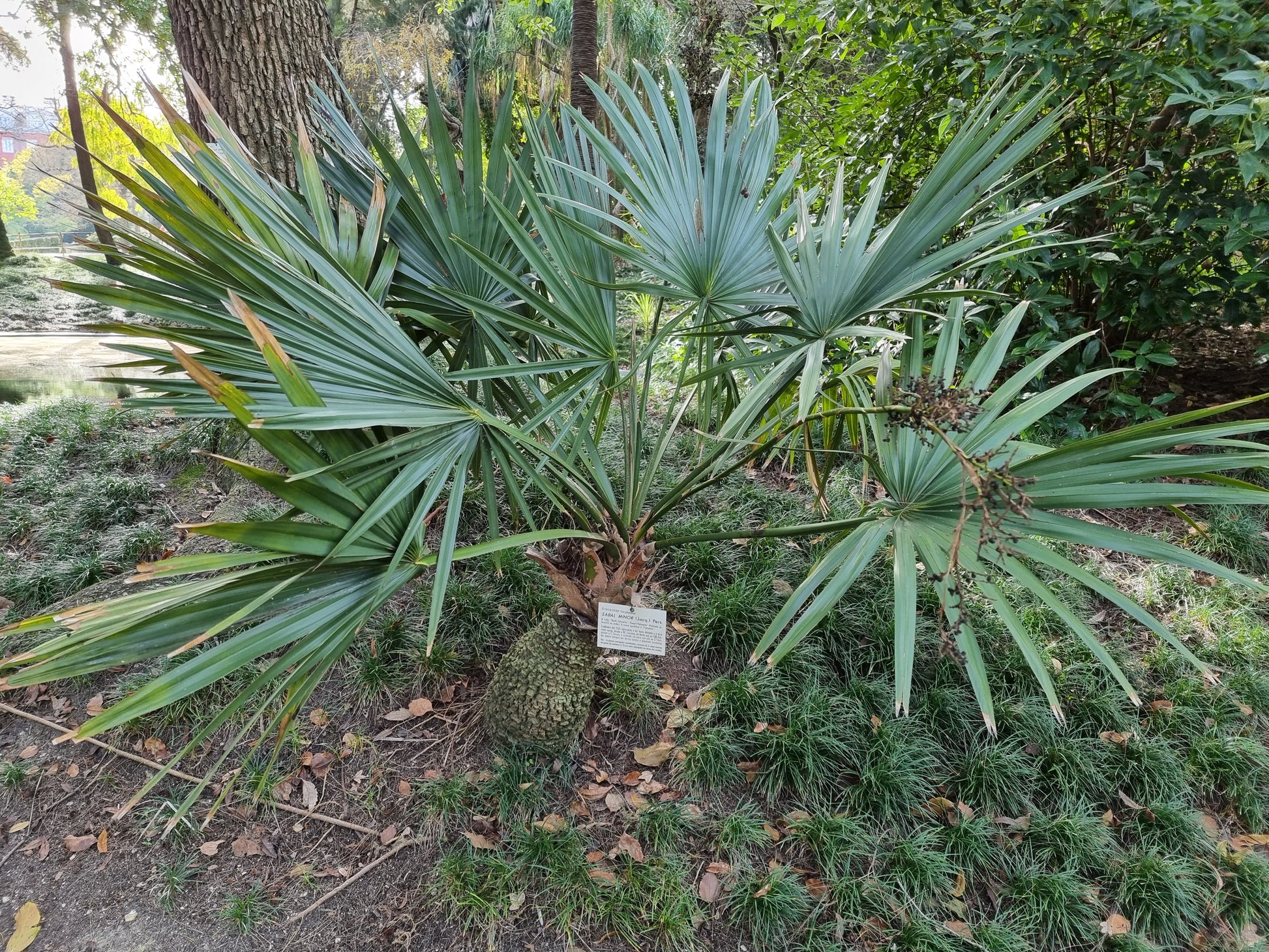 Sabal minor