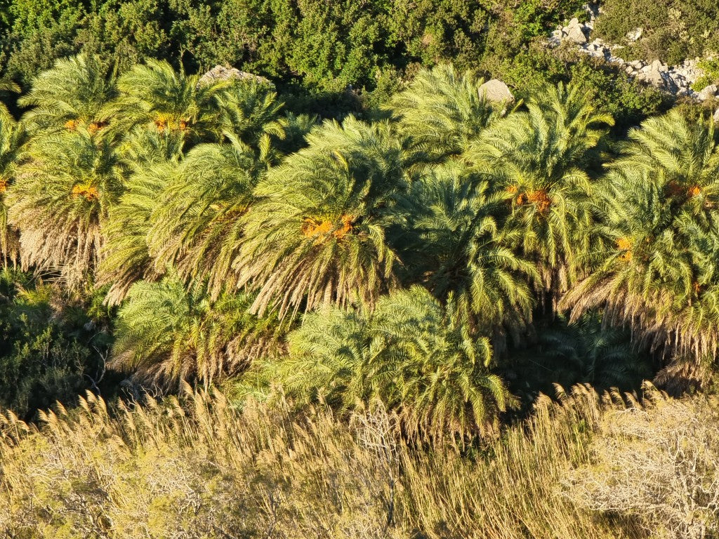 Phoenix theophrasti 'Crete'