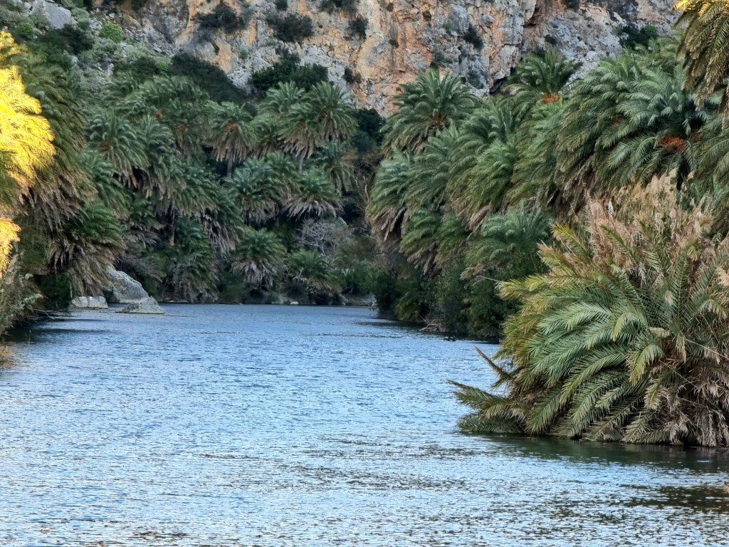 Phoenix theophrasti 'Crete'