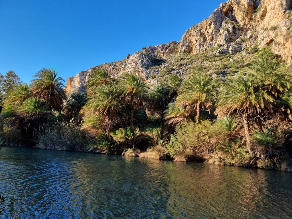 Phoenix theophrasti 'Crete'