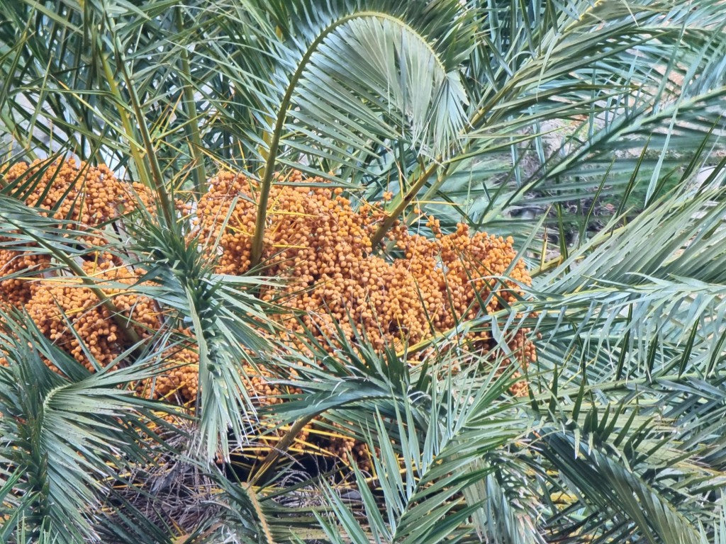 Phoenix theophrasti 'Crete'