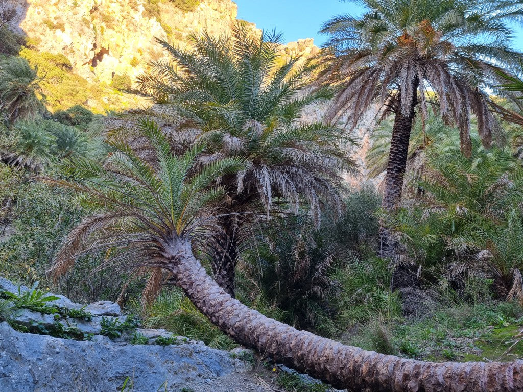 Phoenix theophrasti 'Crete'