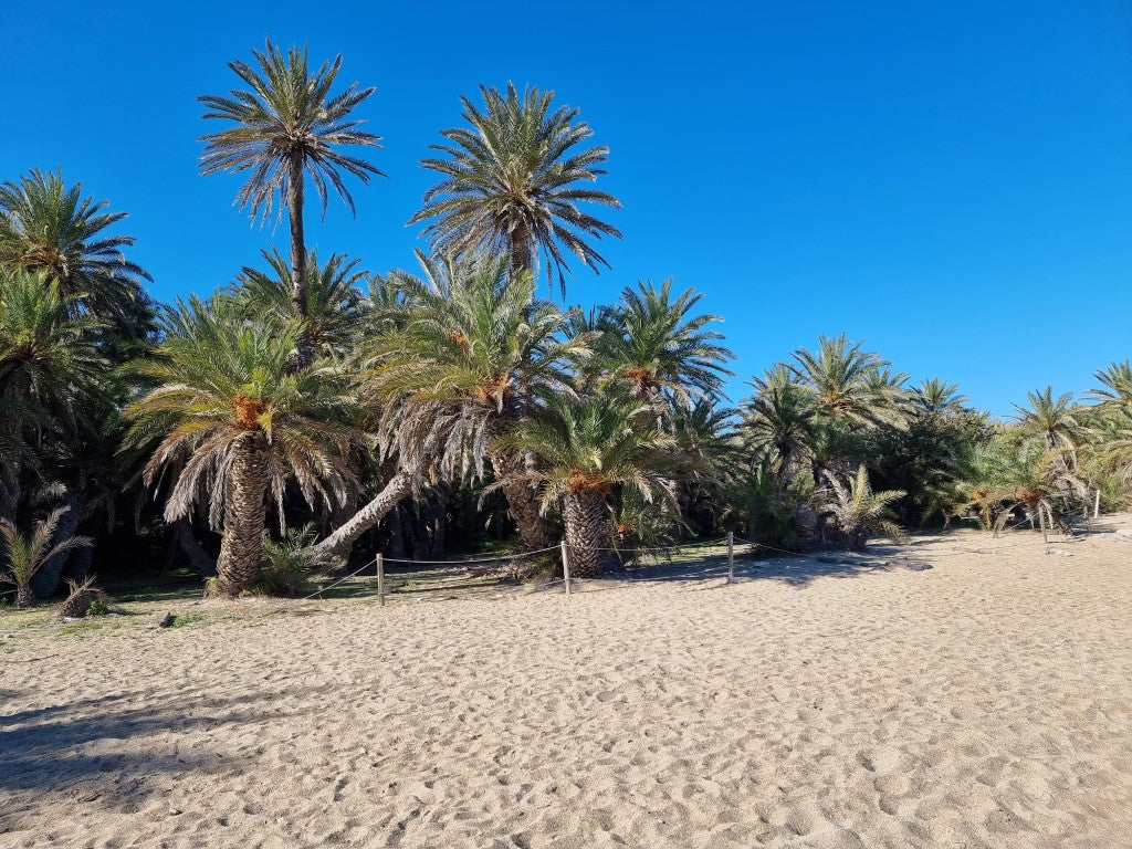 Phoenix theophrasti 'Crete'