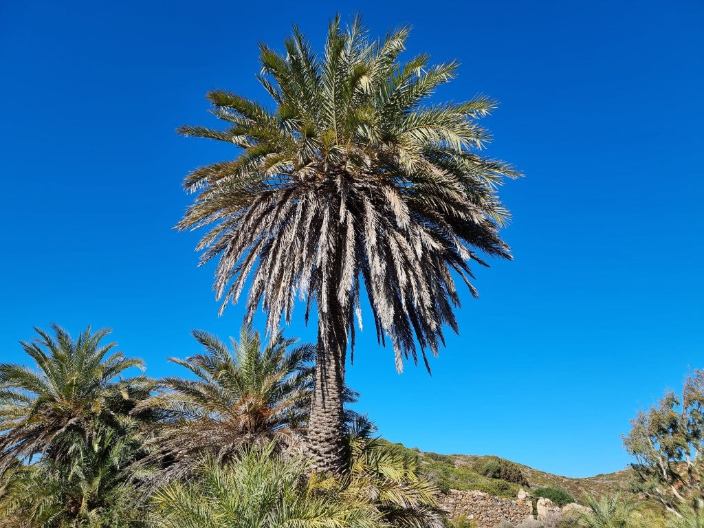 Phoenix theophrasti 'Crete'