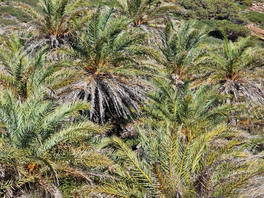 Phoenix theophrasti 'Crete'